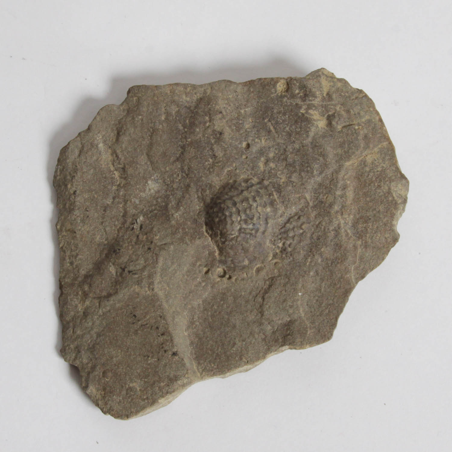 Fossil Specimen