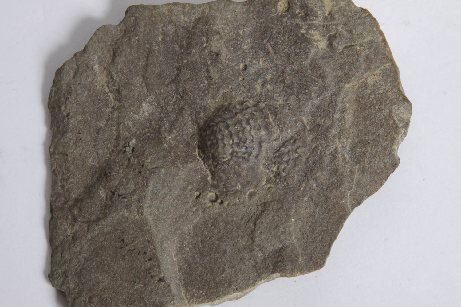 Fossil Specimen