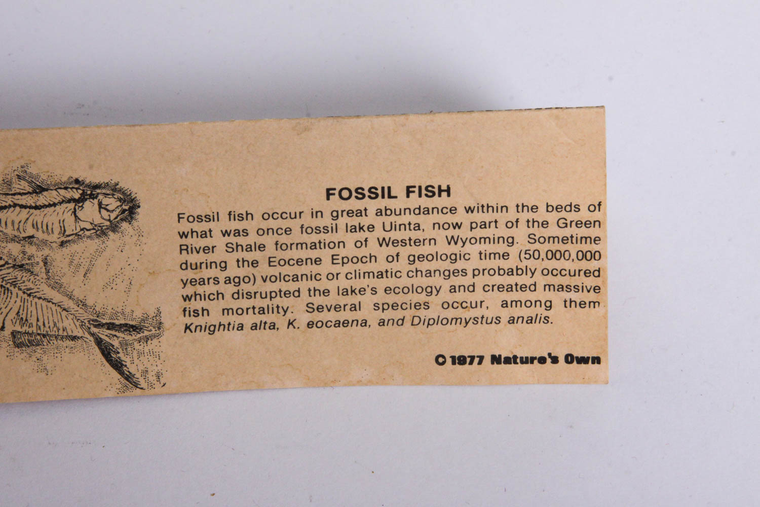 Fish Fossil