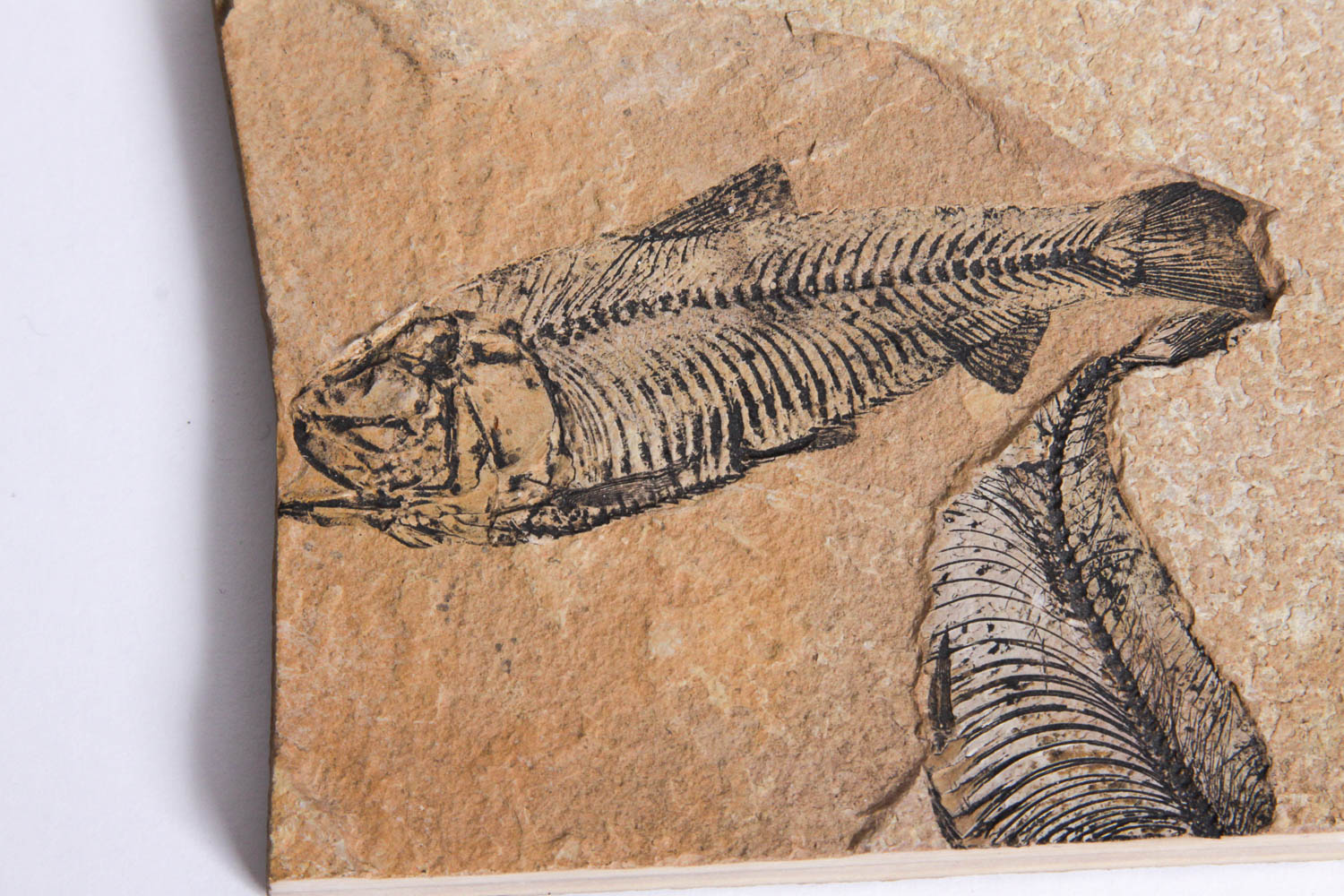 Fish Fossil
