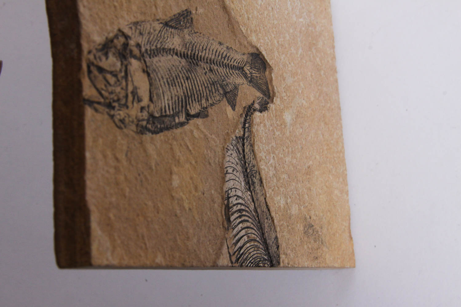 Fish Fossil
