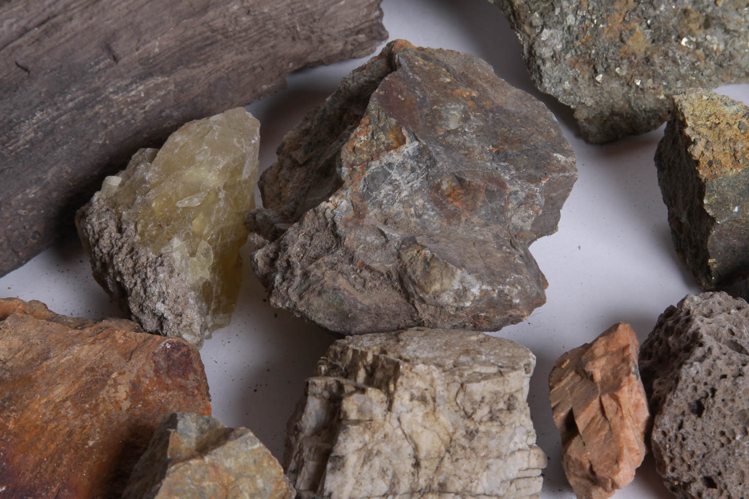 Collection of Petrified Wood, Fossils, and Rocks