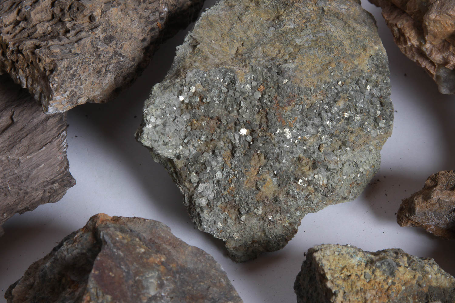 Collection of Petrified Wood, Fossils, and Rocks