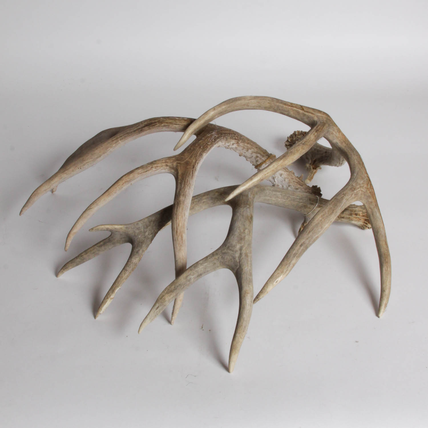 Naturally Shed Deer Antlers
