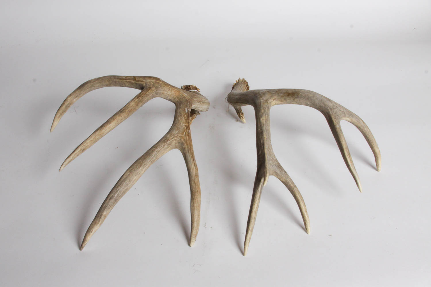 Naturally Shed Deer Antlers