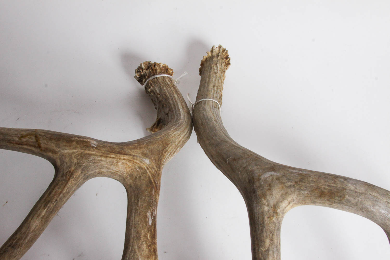 Naturally Shed Deer Antlers