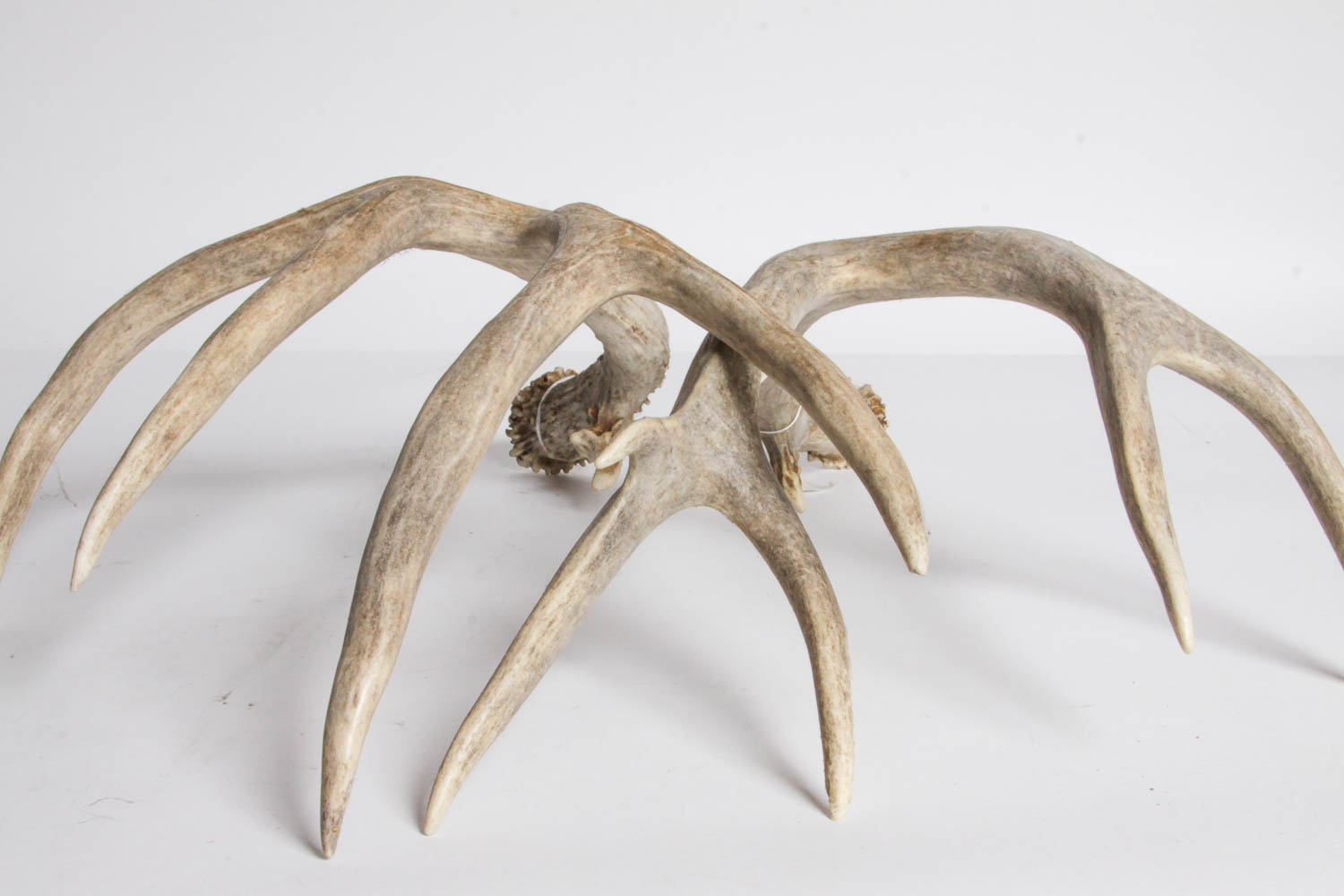 Naturally Shed Deer Antlers