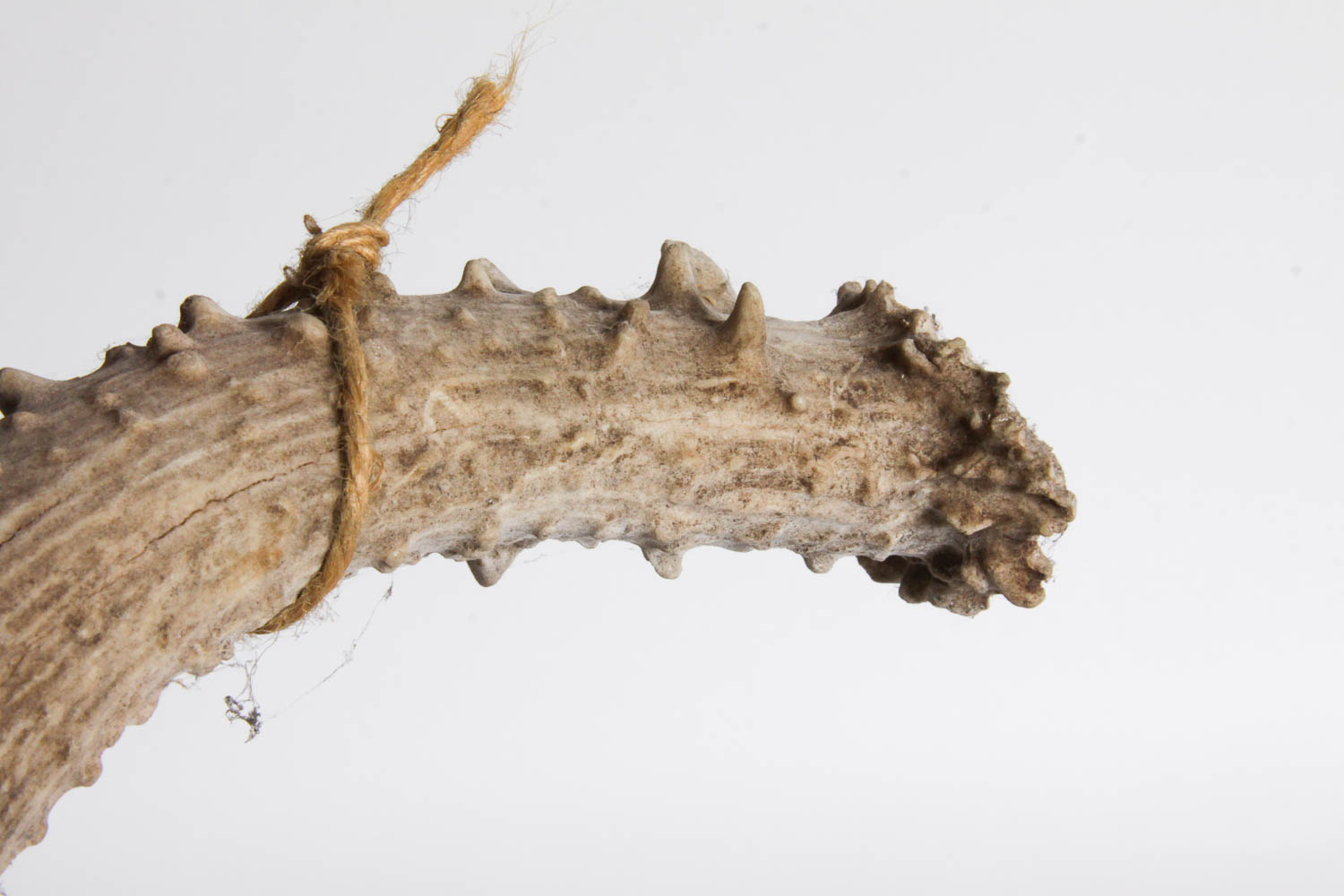 Naturally Shed Deer Antlers