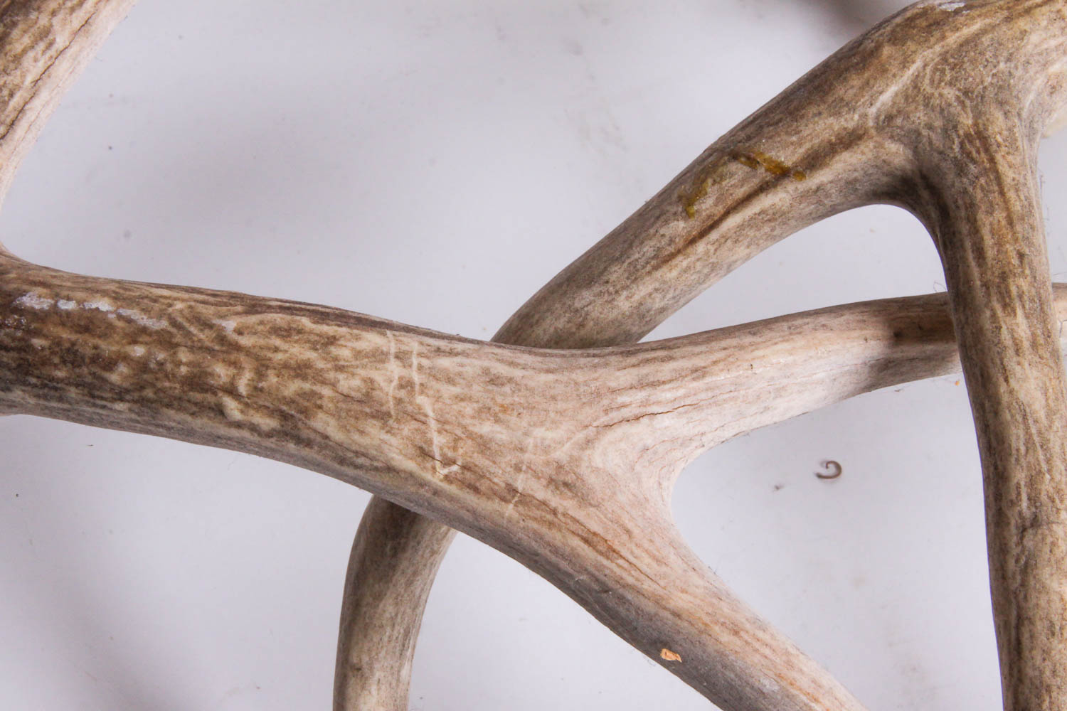 Naturally Shed Deer Antlers