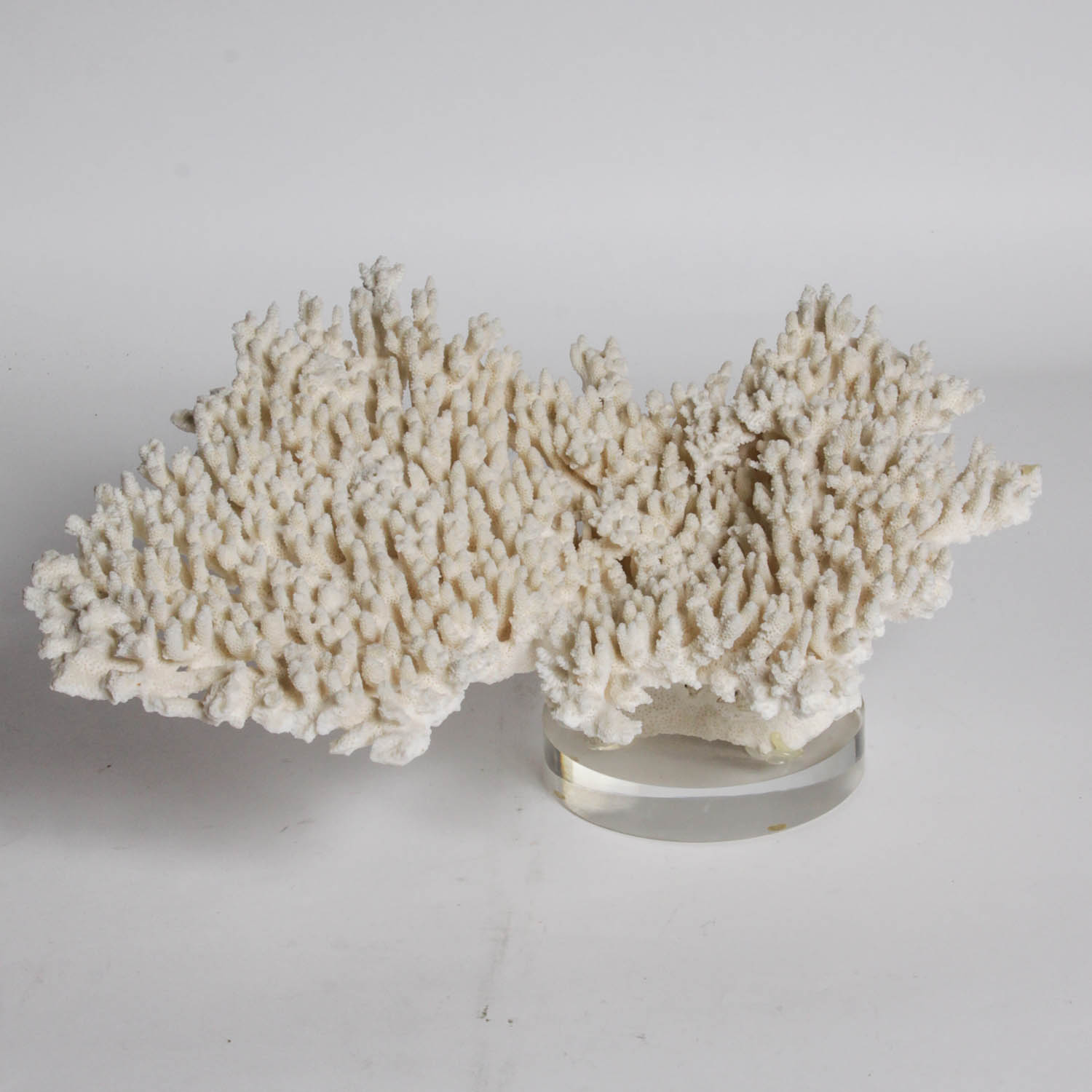 Coral Specimen