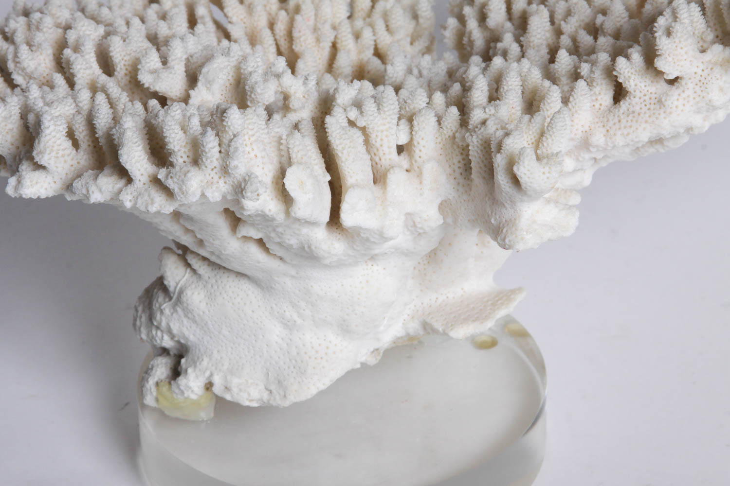 Coral Specimen