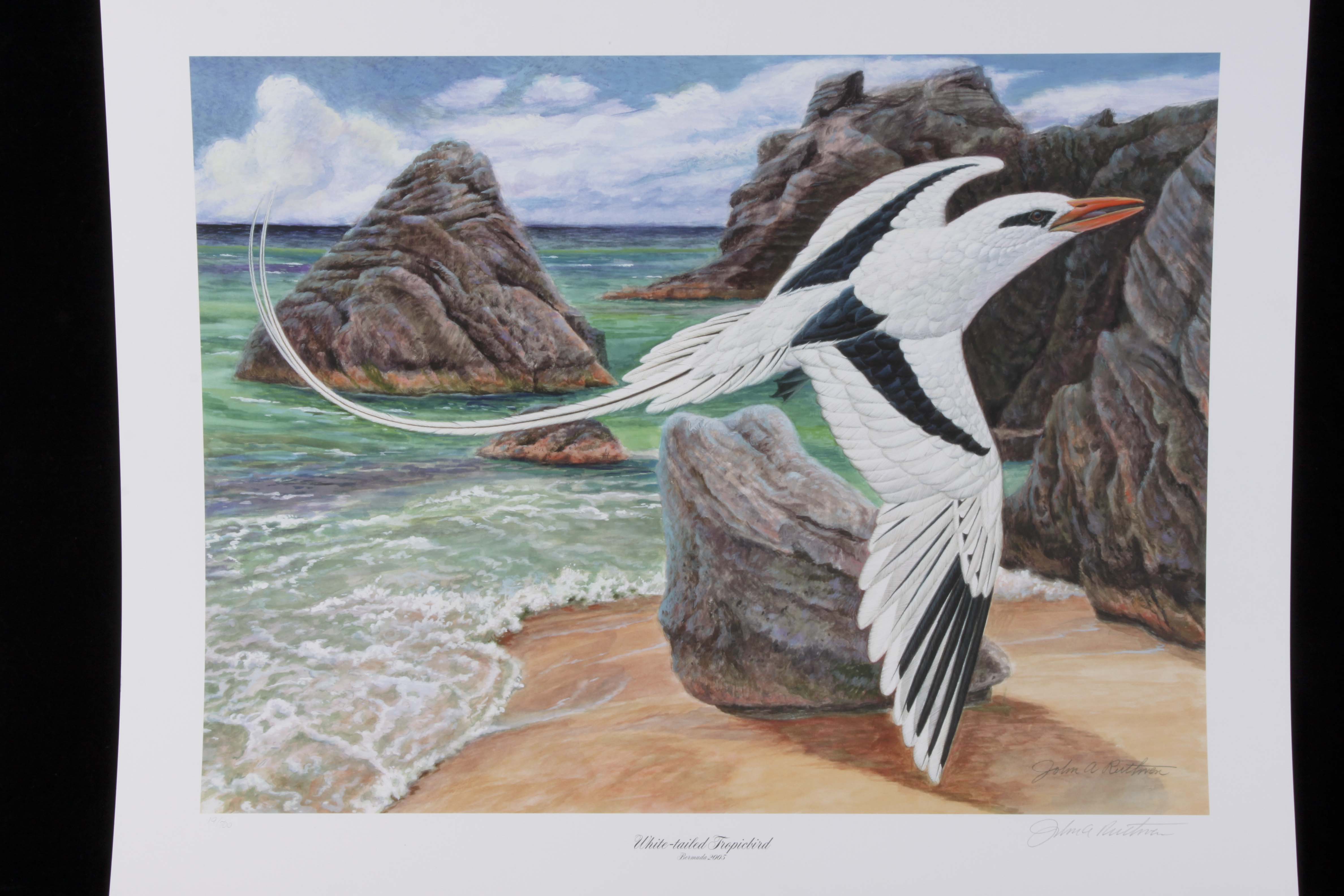 Signed/Numbered Ruthven Lithograph "White-tailed Tropicbird"