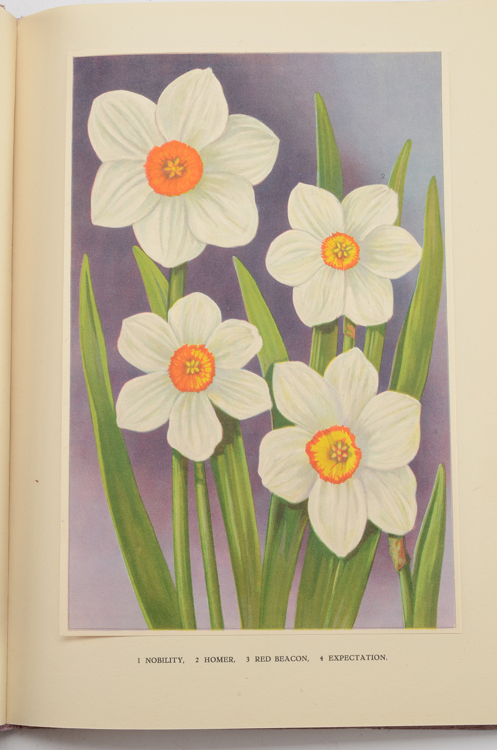 1930 Vintage Flower Catalog