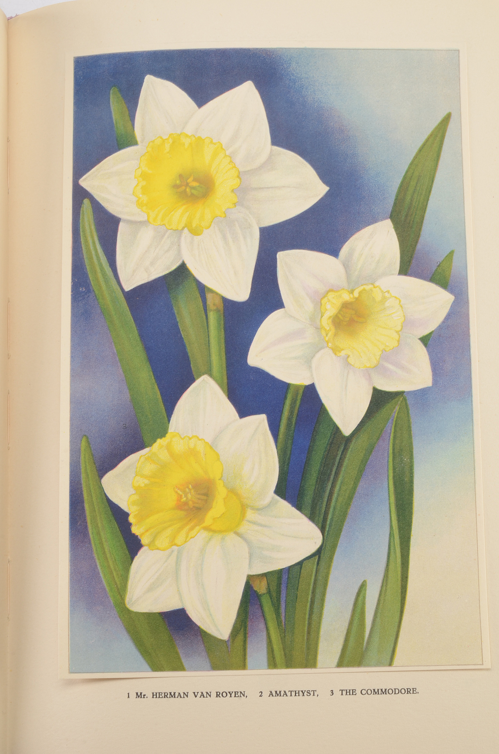 1930 Vintage Flower Catalog