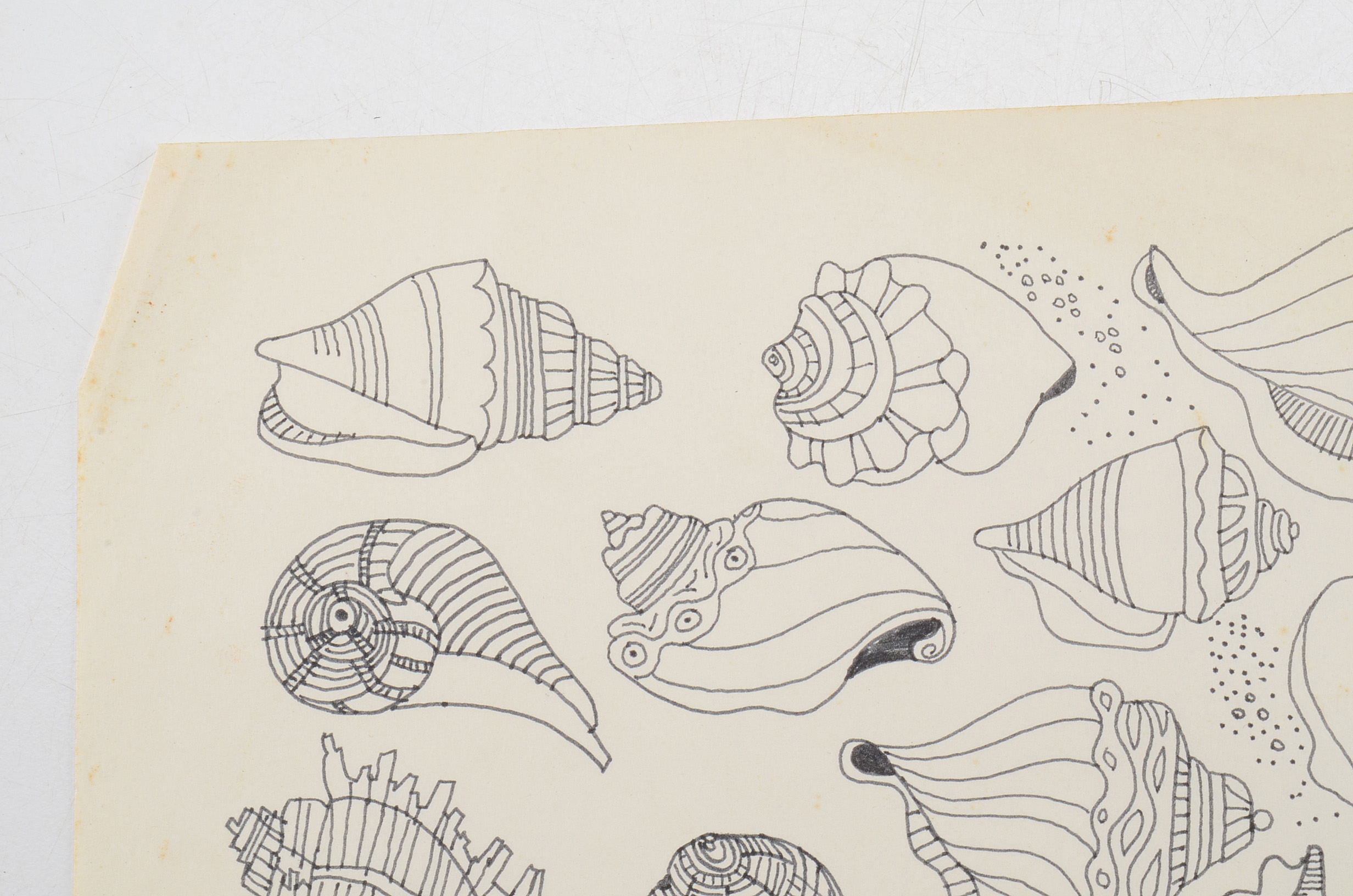 Margaret Wenstrup Original Ink Drawing of Seashells