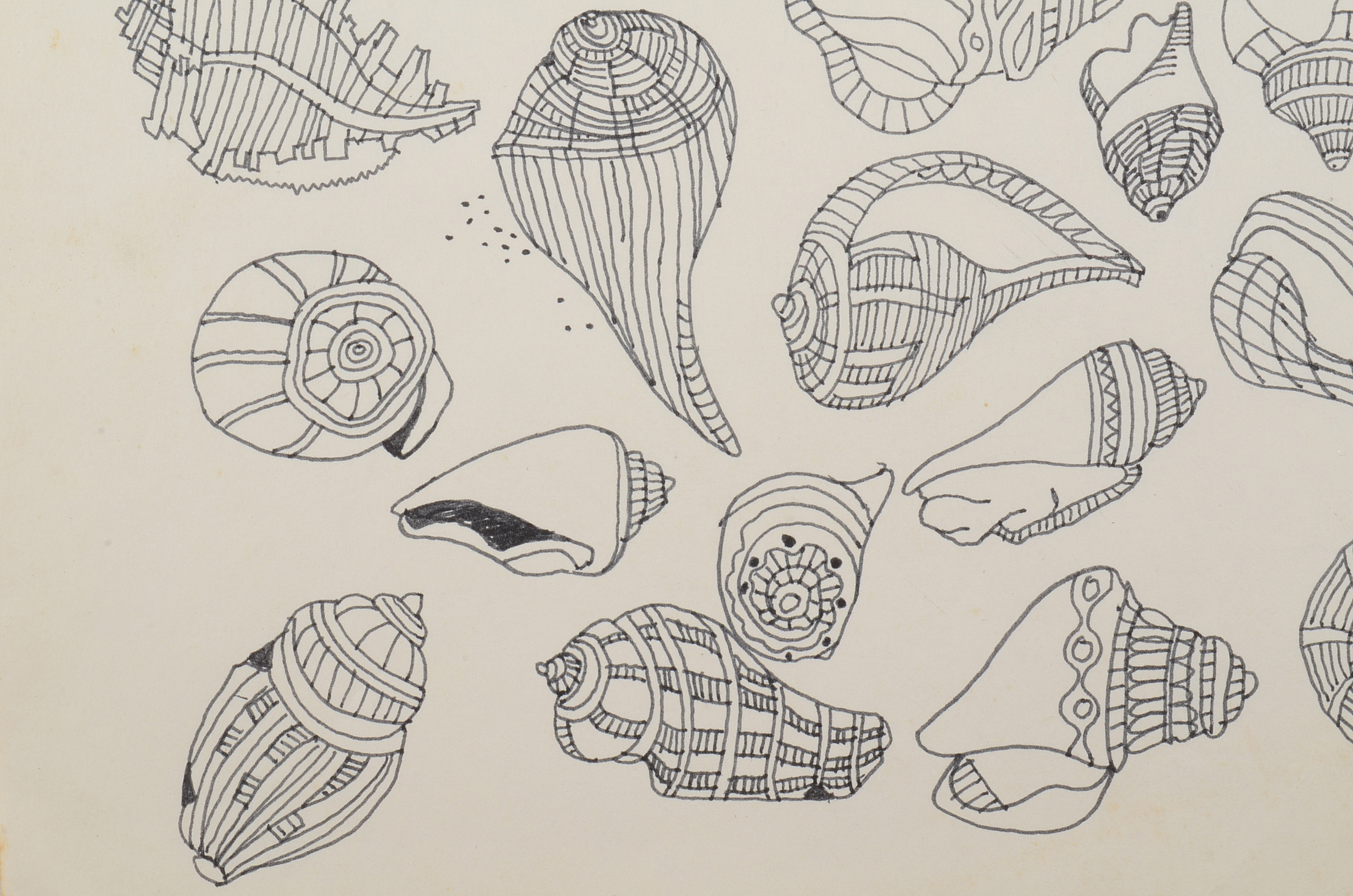 Margaret Wenstrup Original Ink Drawing of Seashells