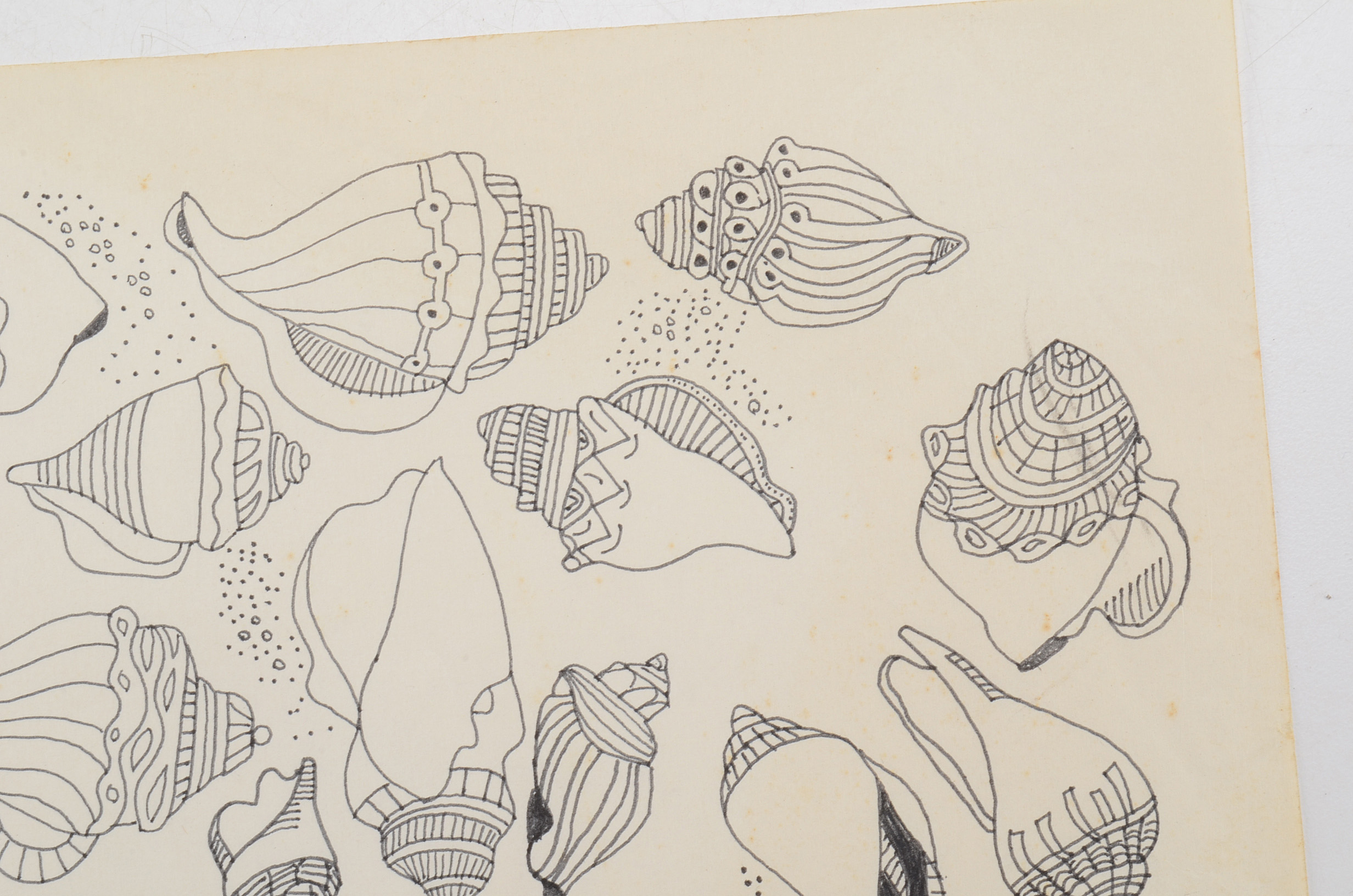 Margaret Wenstrup Original Ink Drawing of Seashells