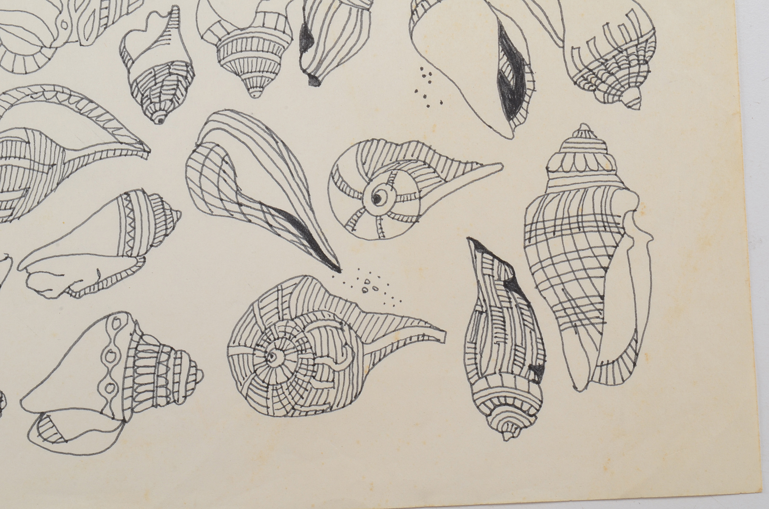Margaret Wenstrup Original Ink Drawing of Seashells