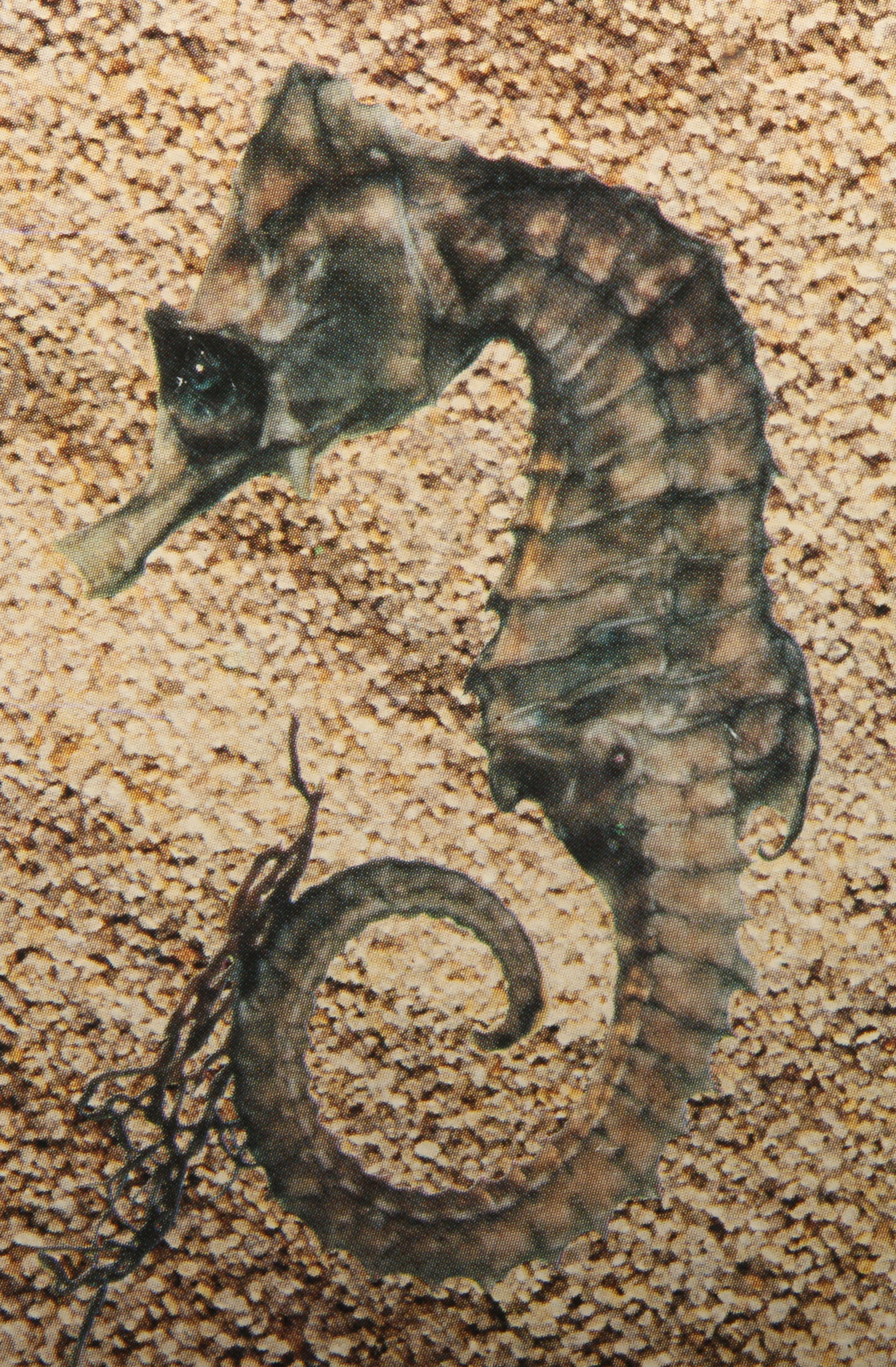 Rolex "Oyster" Watch Box