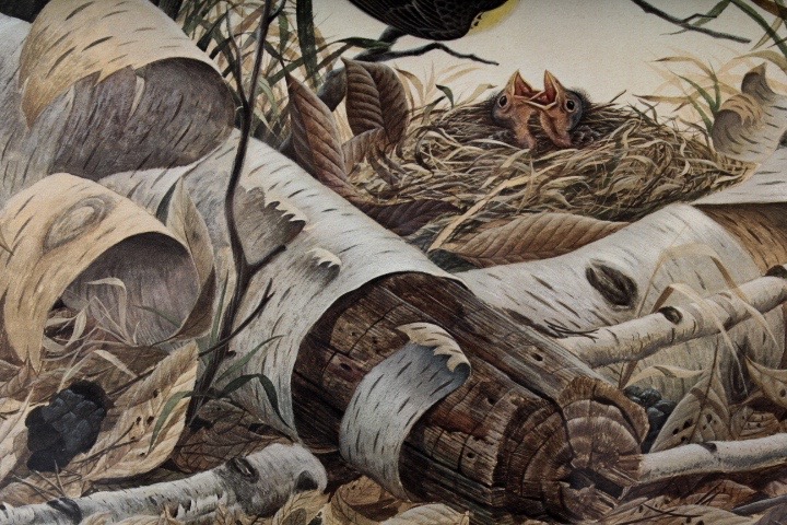 Limited Edition Signed "Kirtland's Warbler" Print by Listed Artist John A. Ruthven