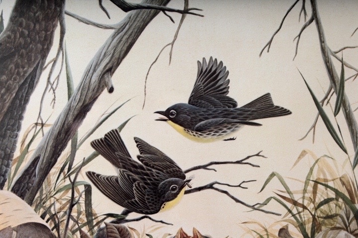 Limited Edition Signed "Kirtland's Warbler" Print by Listed Artist John A. Ruthven