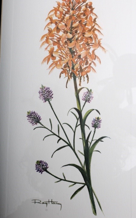 Collection of Six Ray Harm Wildflower Prints and Handcrafted Textile Art