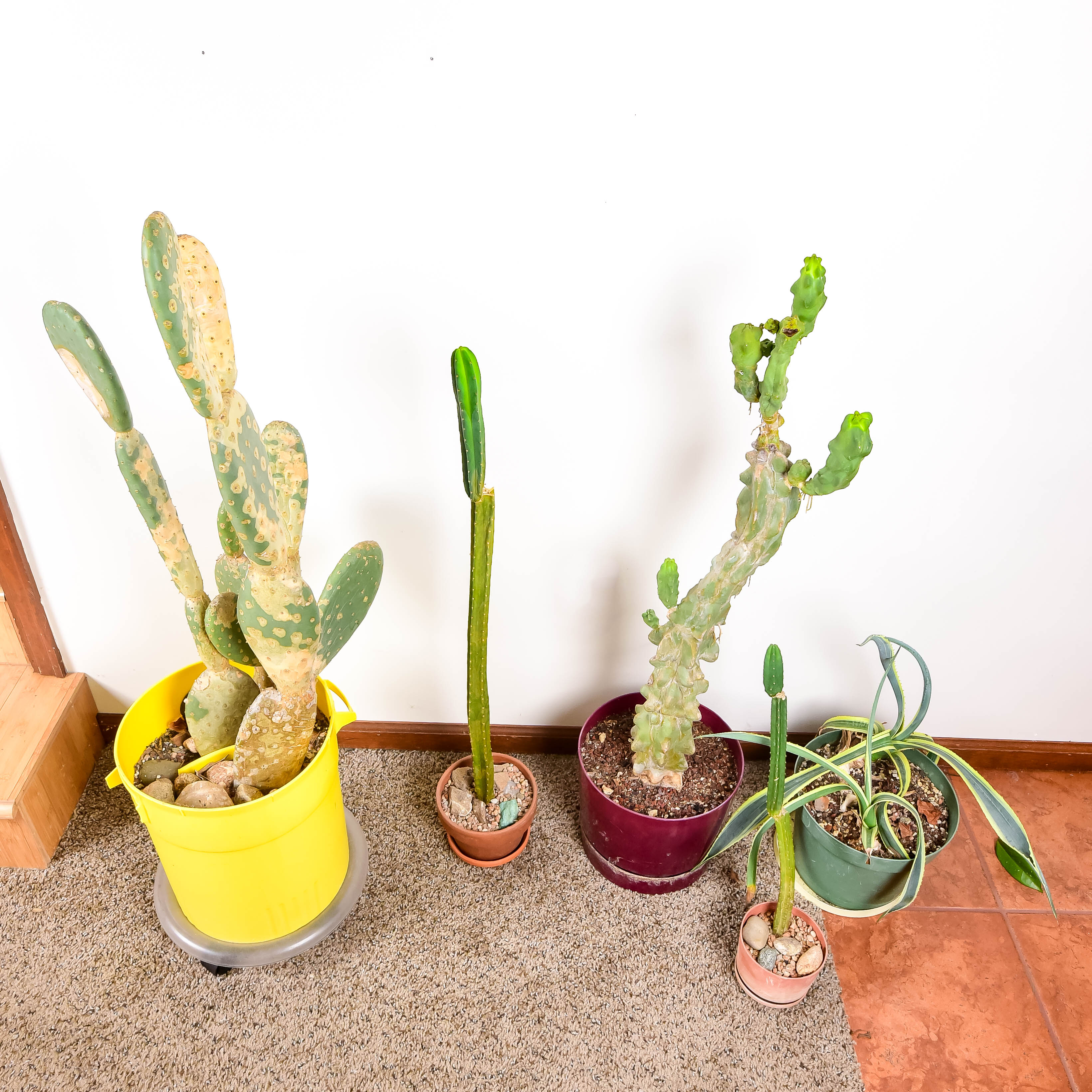 Group of Live Cactus