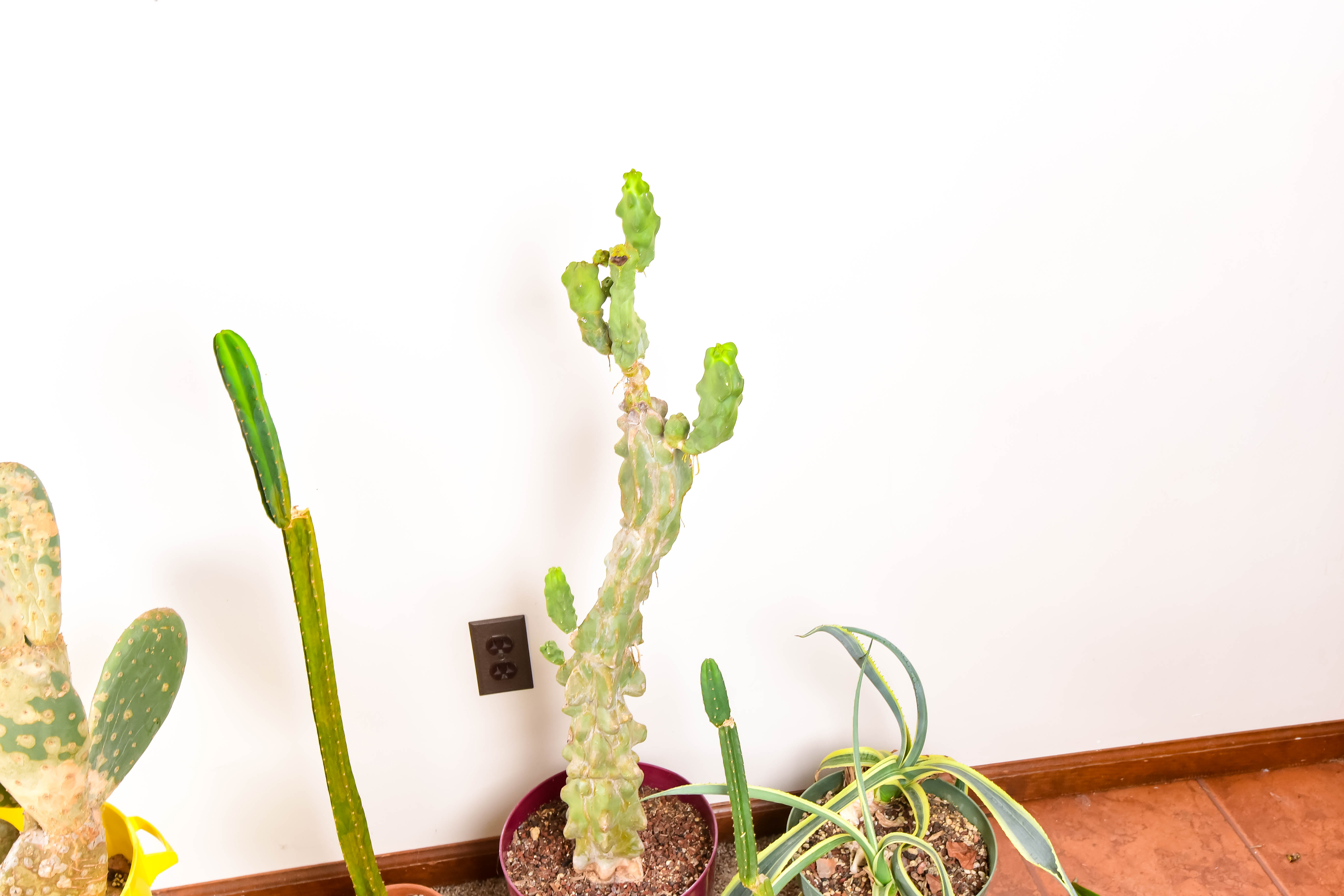 Group of Live Cactus
