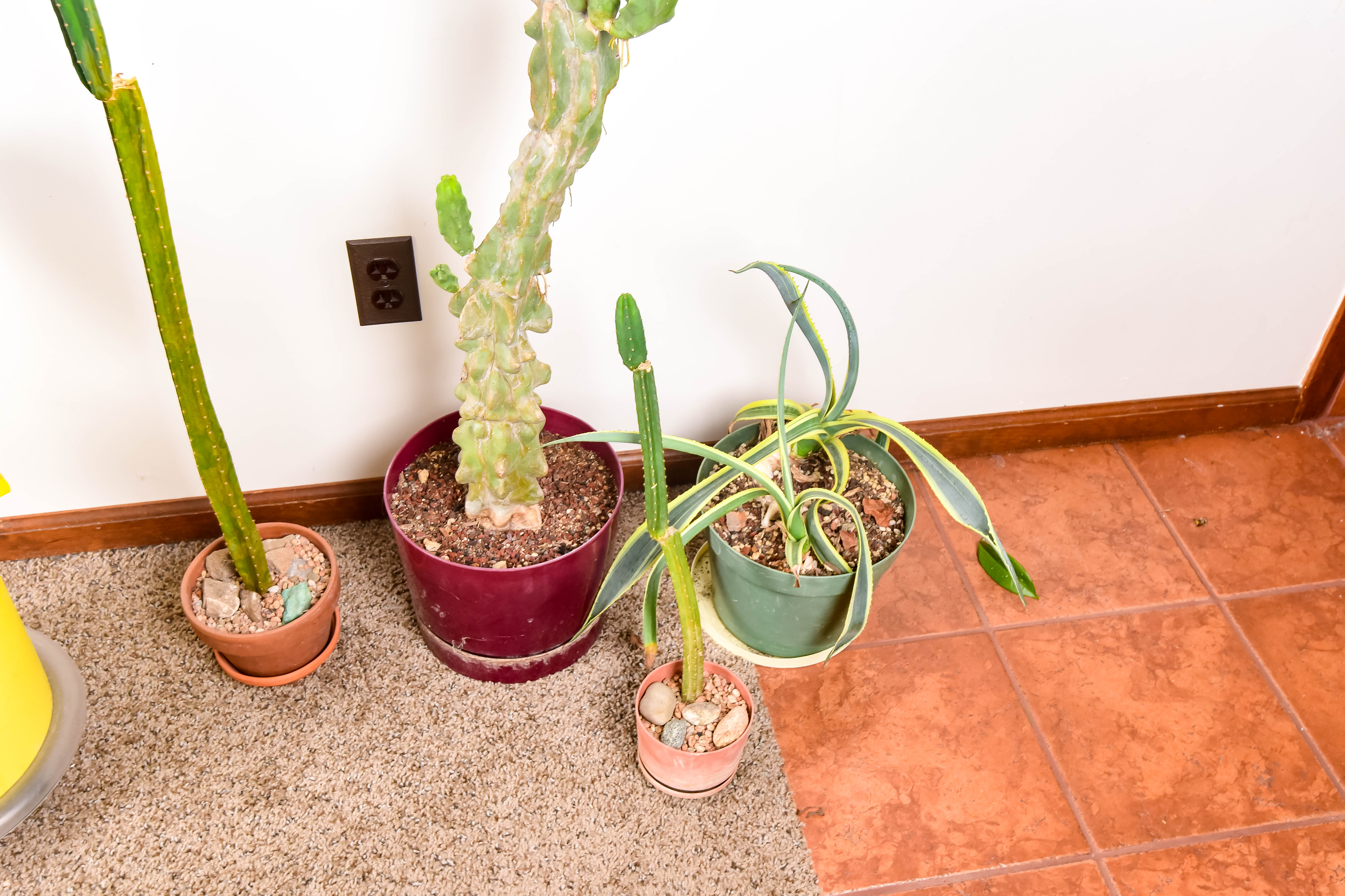 Group of Live Cactus