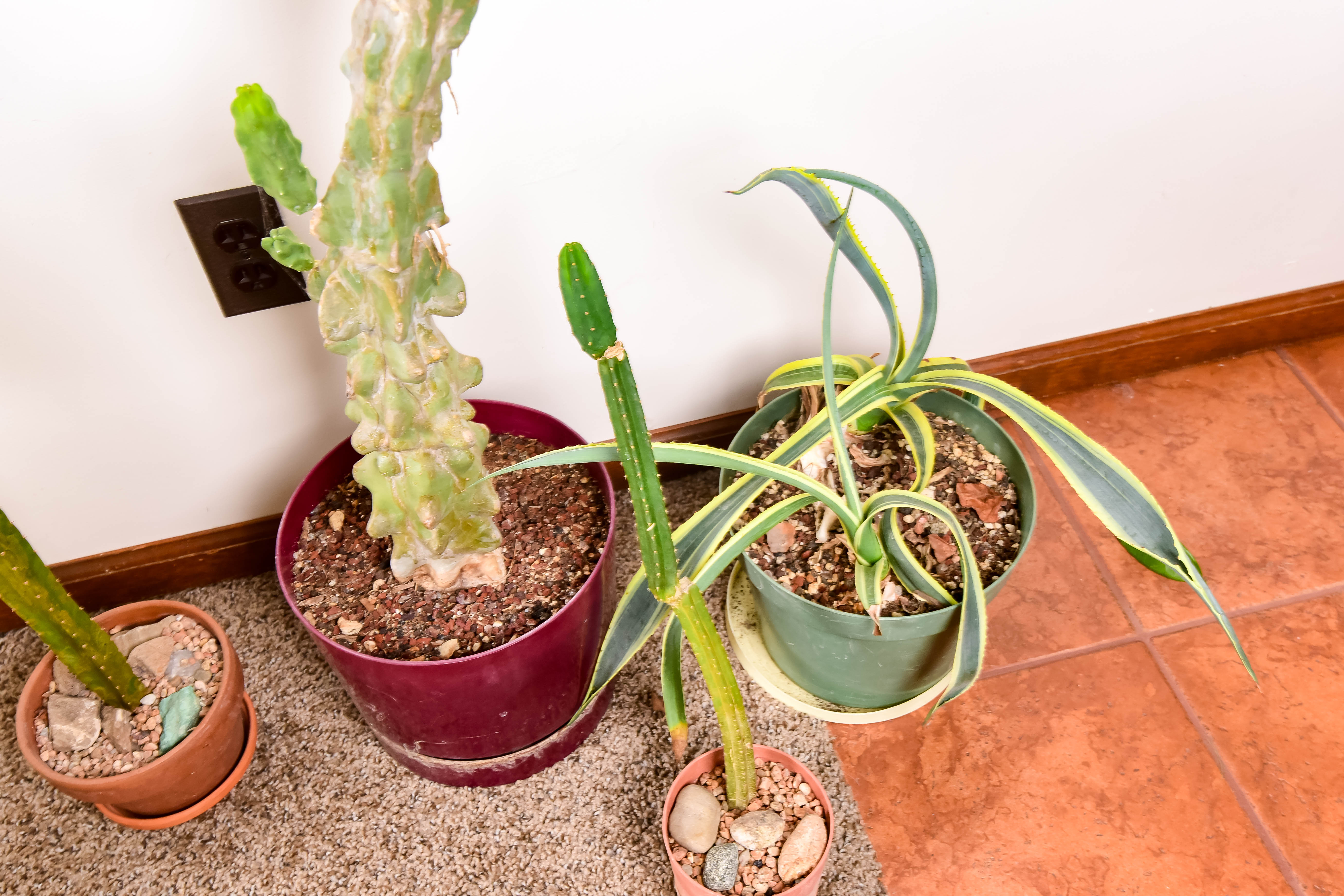 Group of Live Cactus
