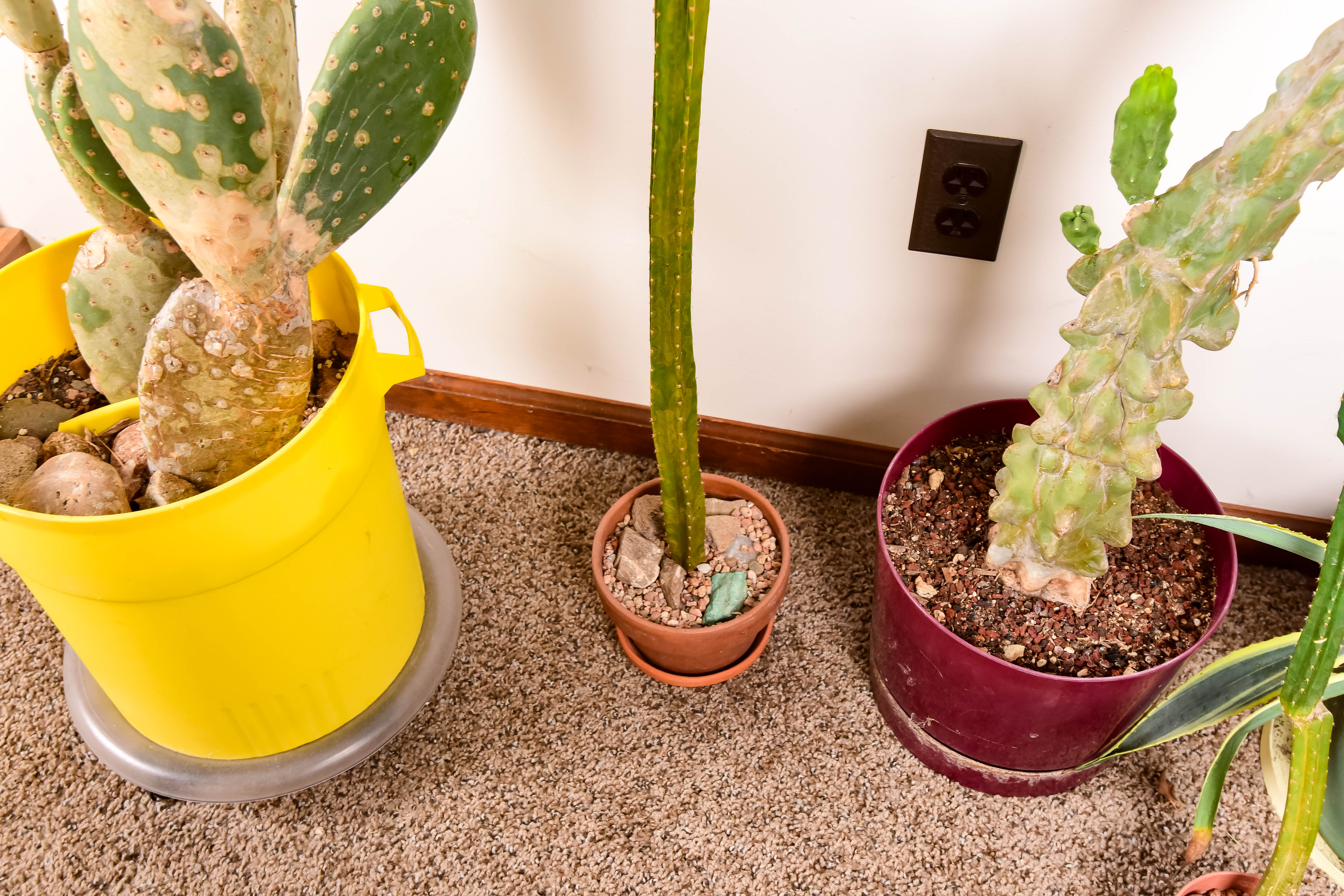 Group of Live Cactus