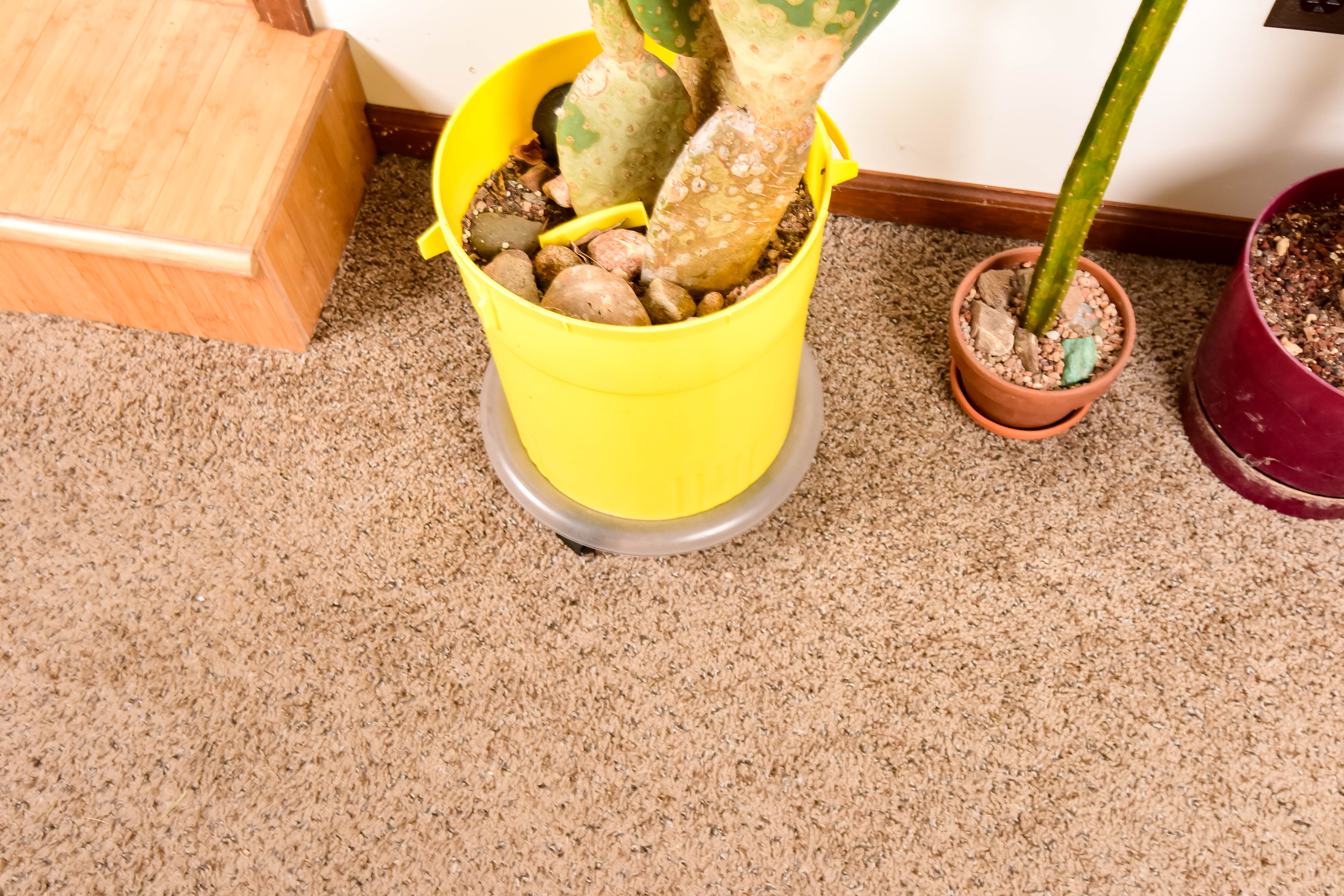 Group of Live Cactus