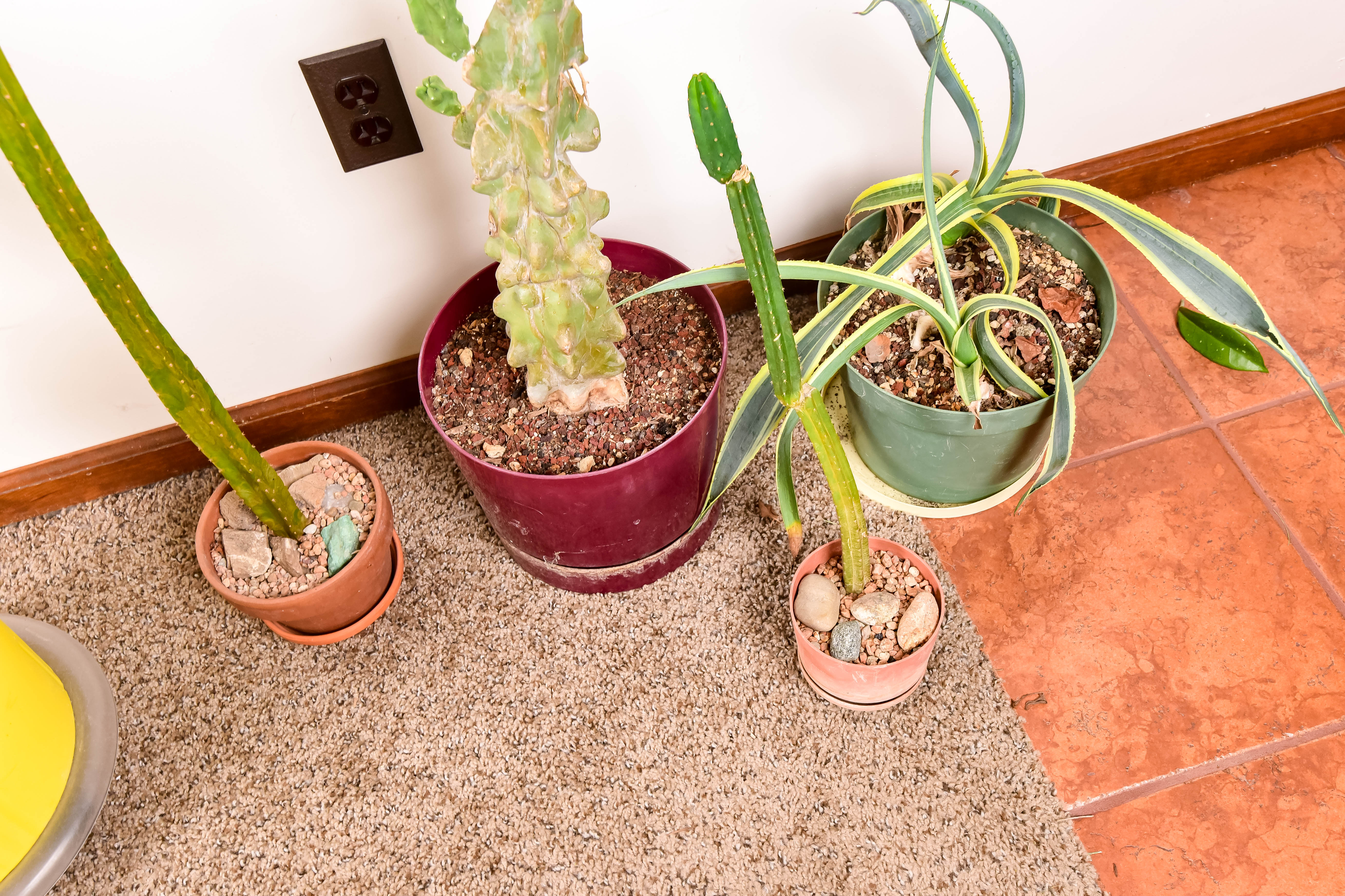 Group of Live Cactus