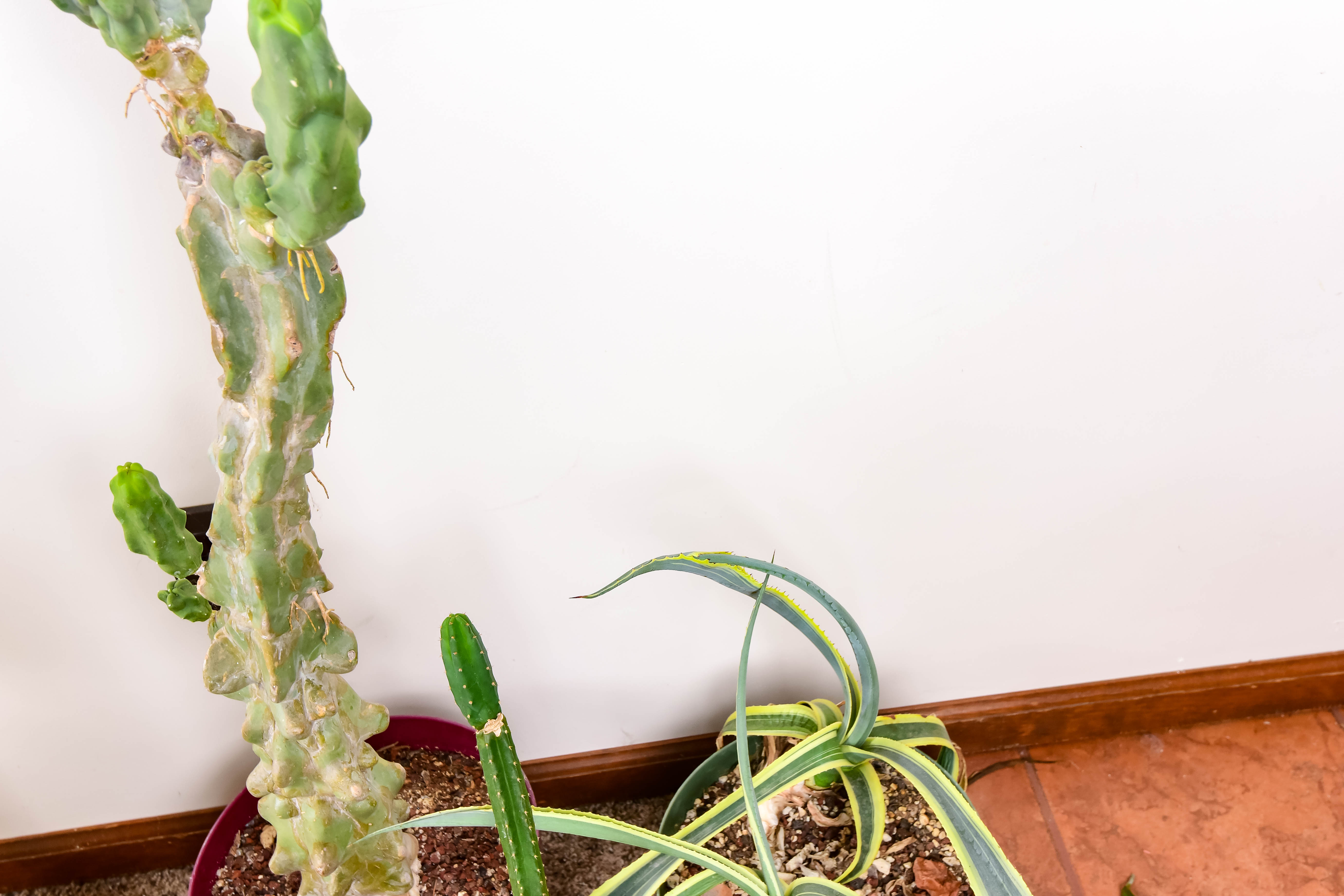 Group of Live Cactus