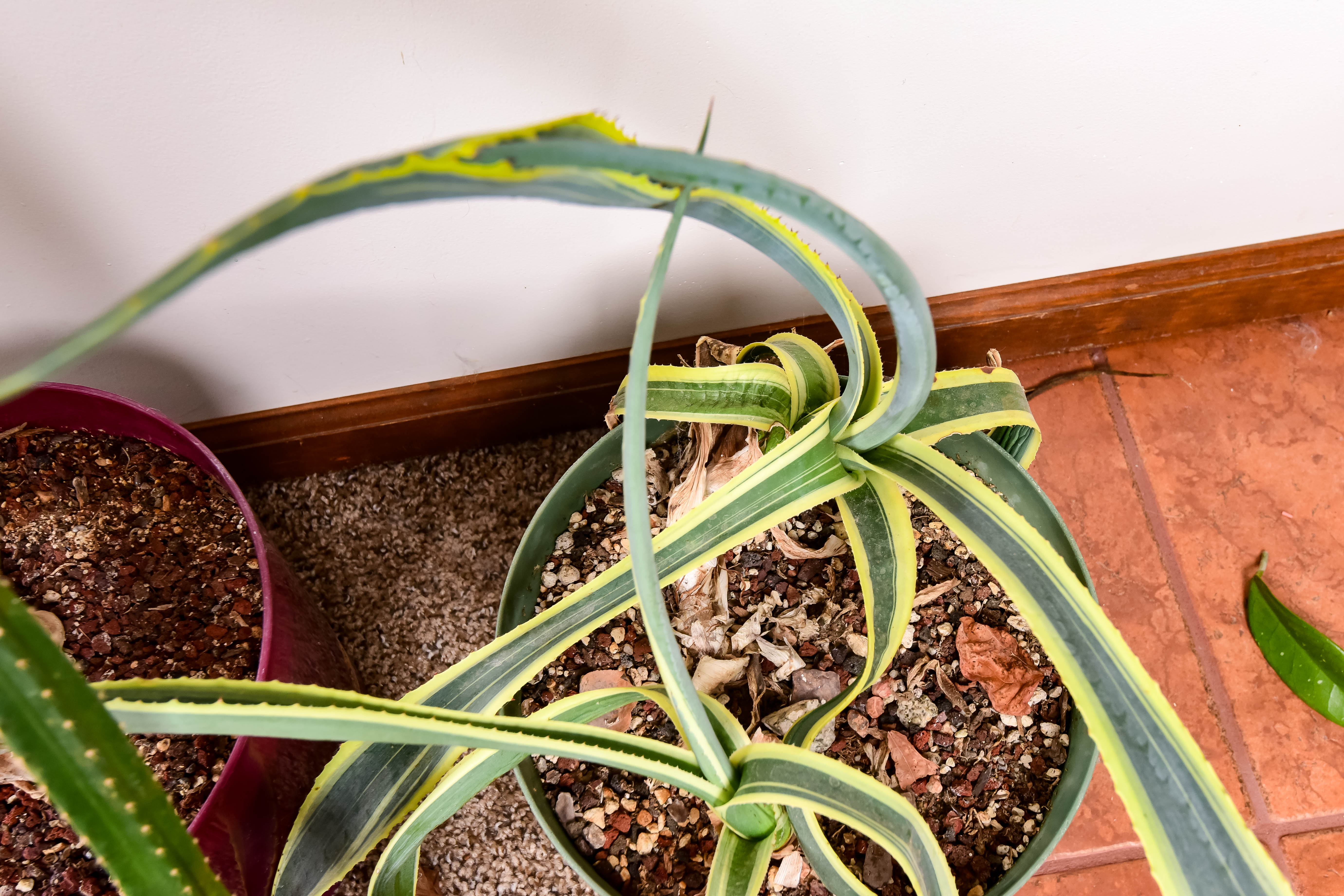 Group of Live Cactus
