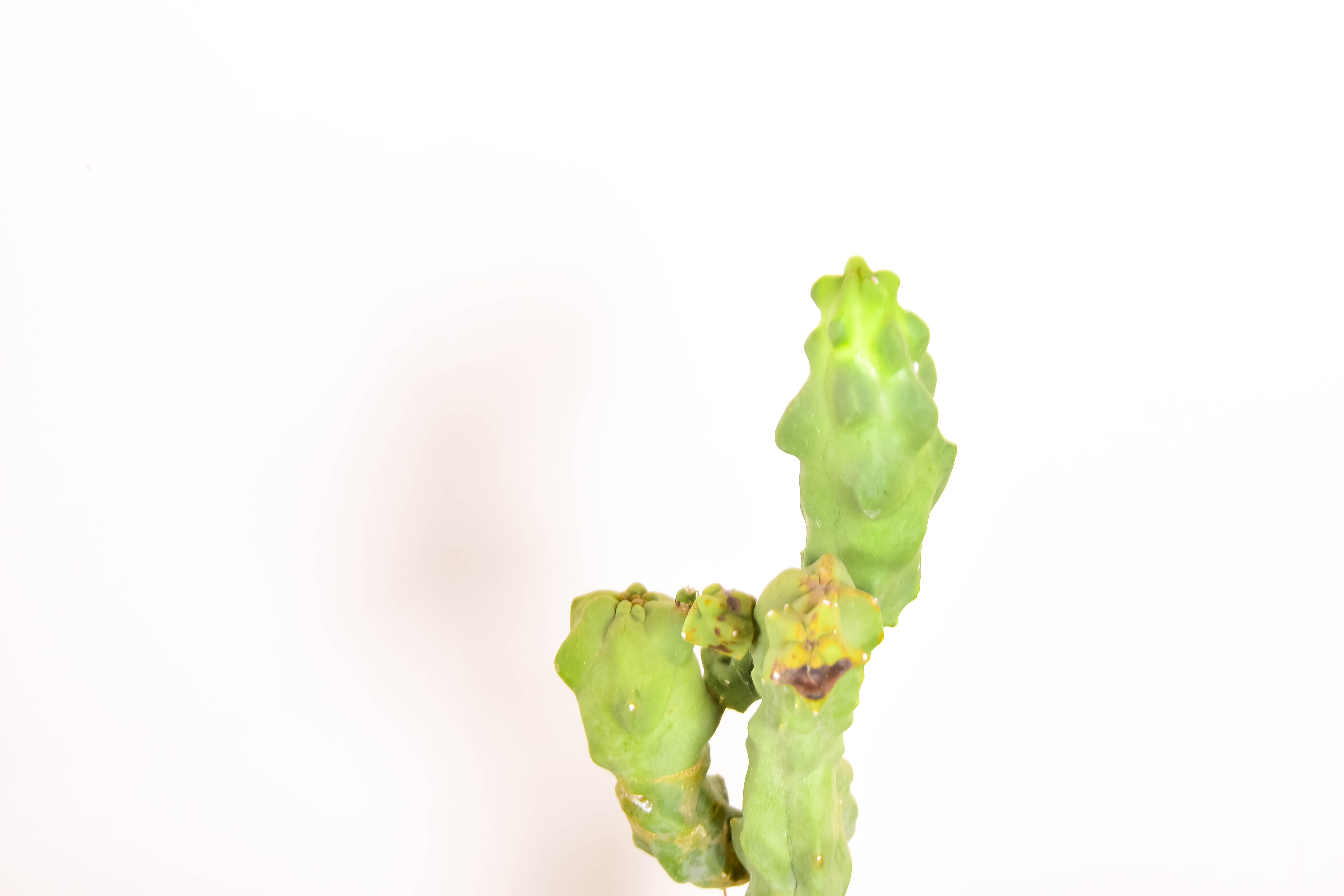 Group of Live Cactus