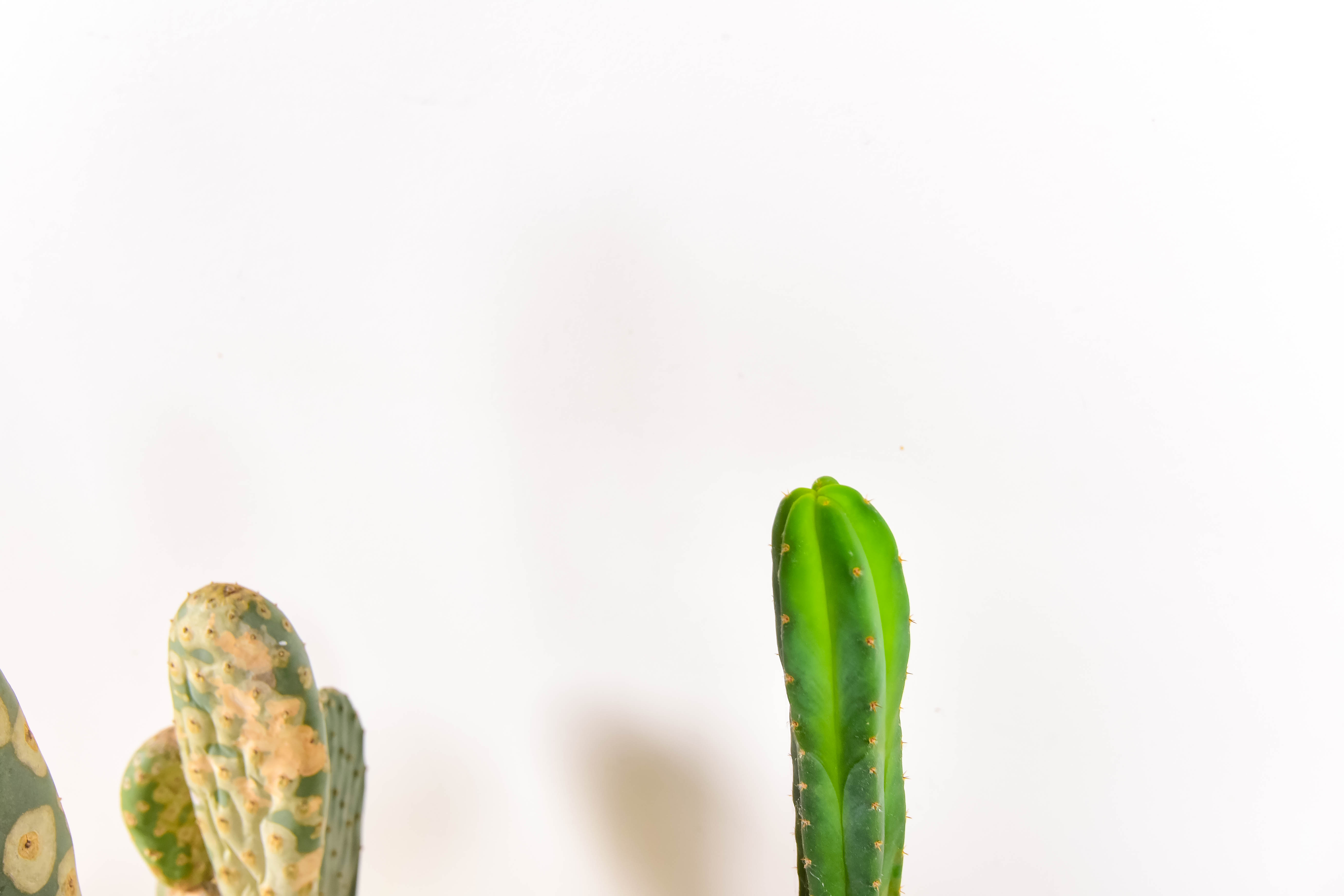 Group of Live Cactus