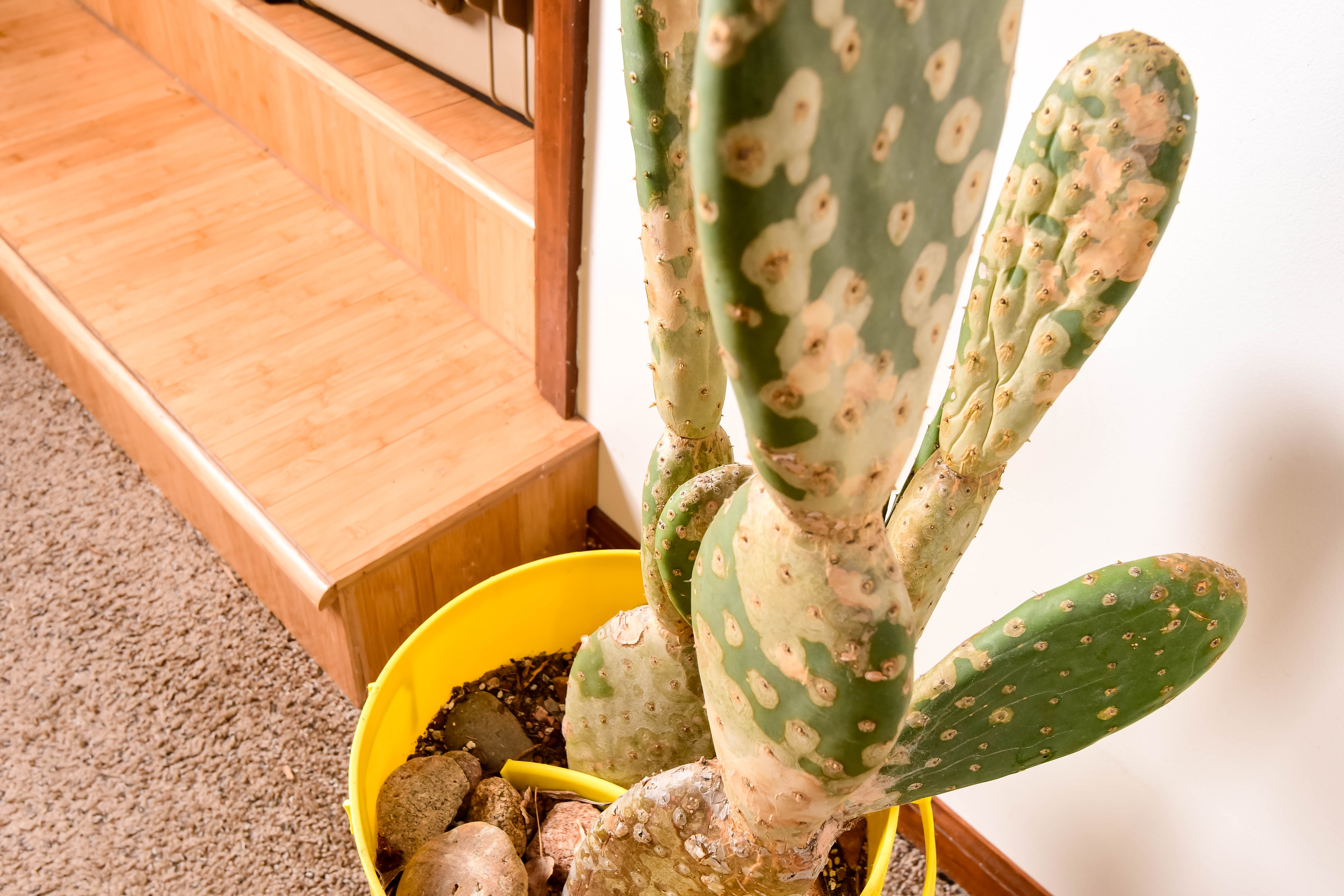 Group of Live Cactus