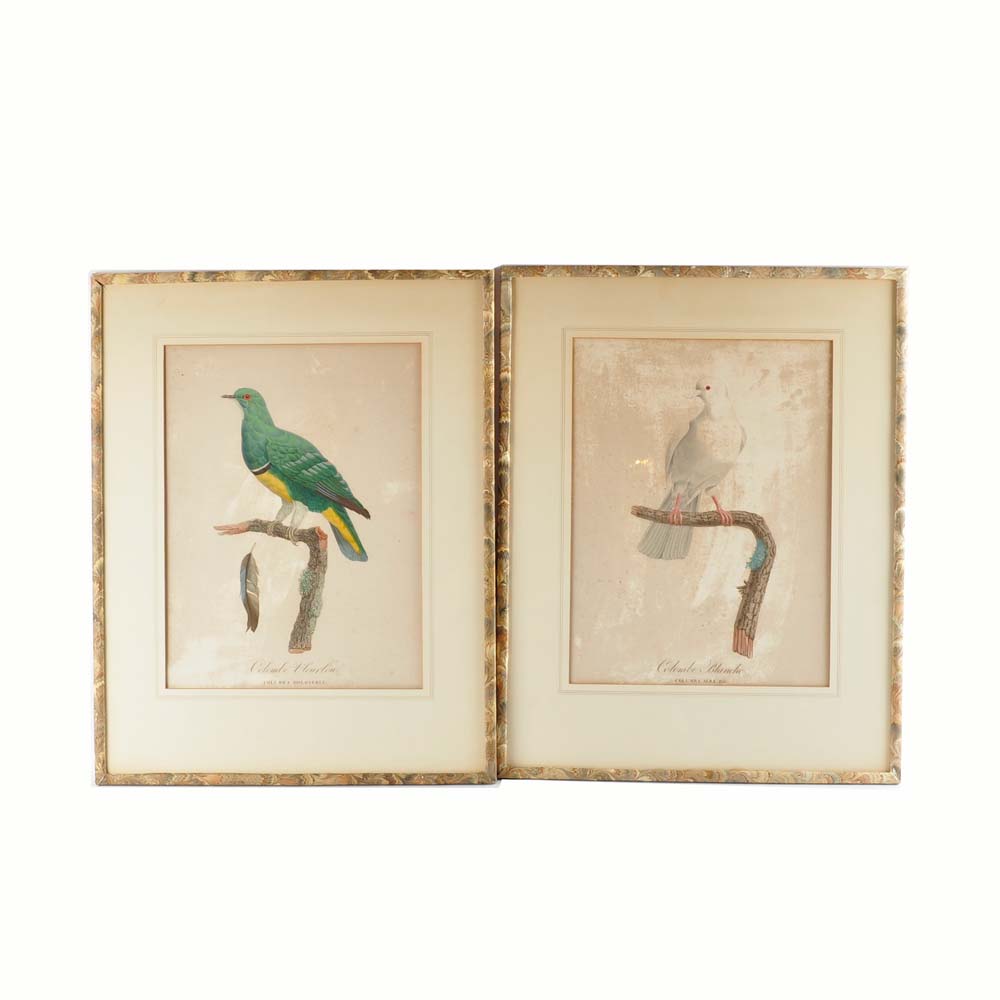 Framed Giclee Prints of Birds