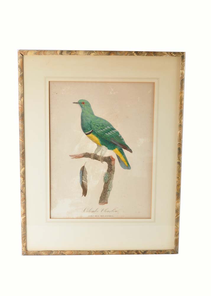 Framed Giclee Prints of Birds