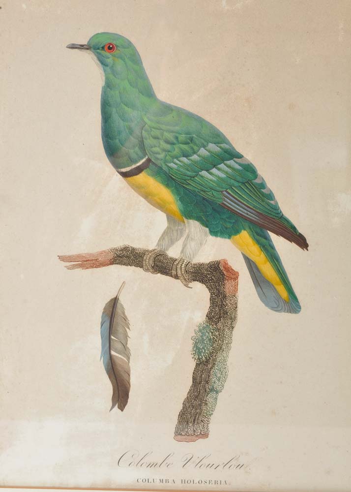 Framed Giclee Prints of Birds