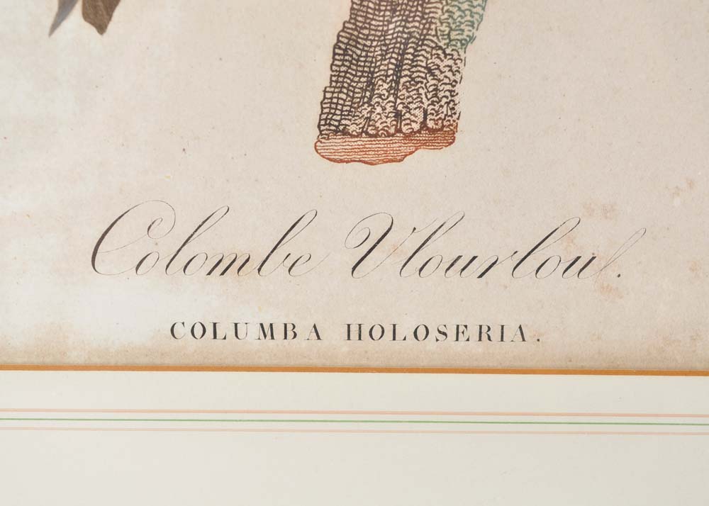 Framed Giclee Prints of Birds