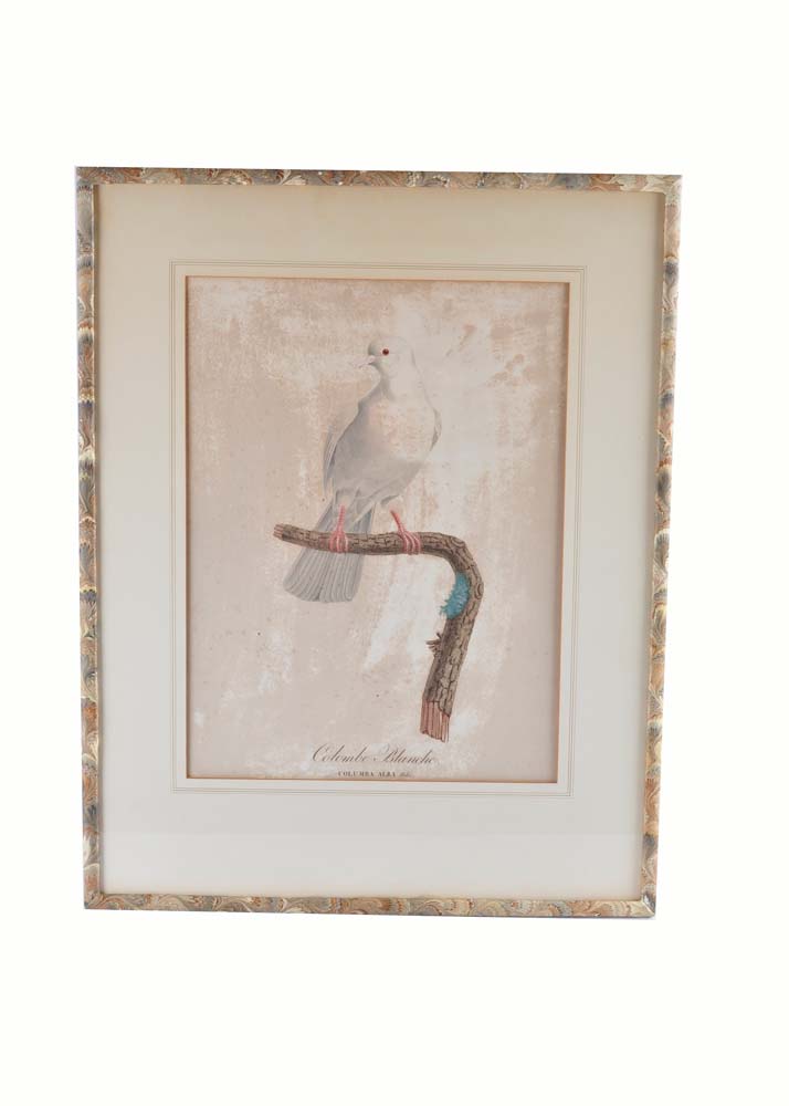 Framed Giclee Prints of Birds