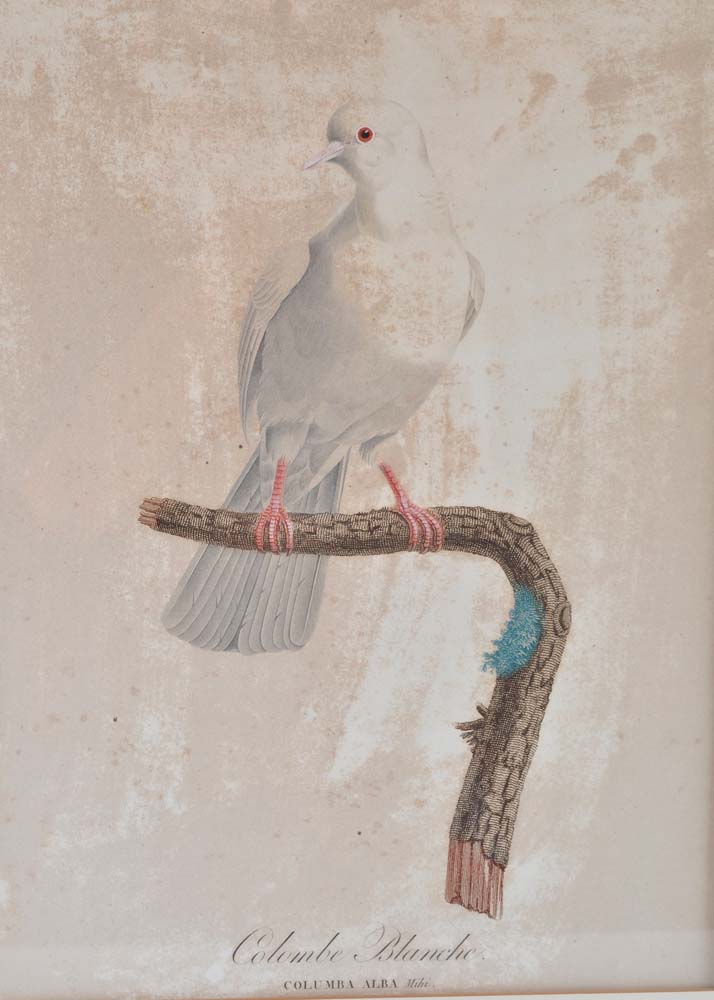 Framed Giclee Prints of Birds