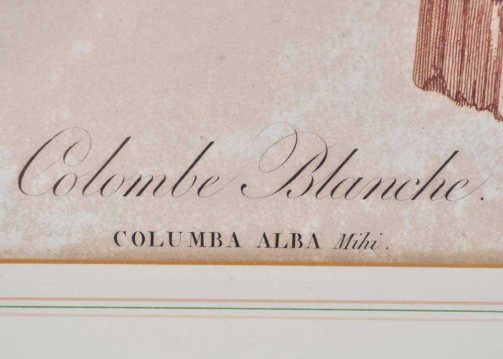 Framed Giclee Prints of Birds