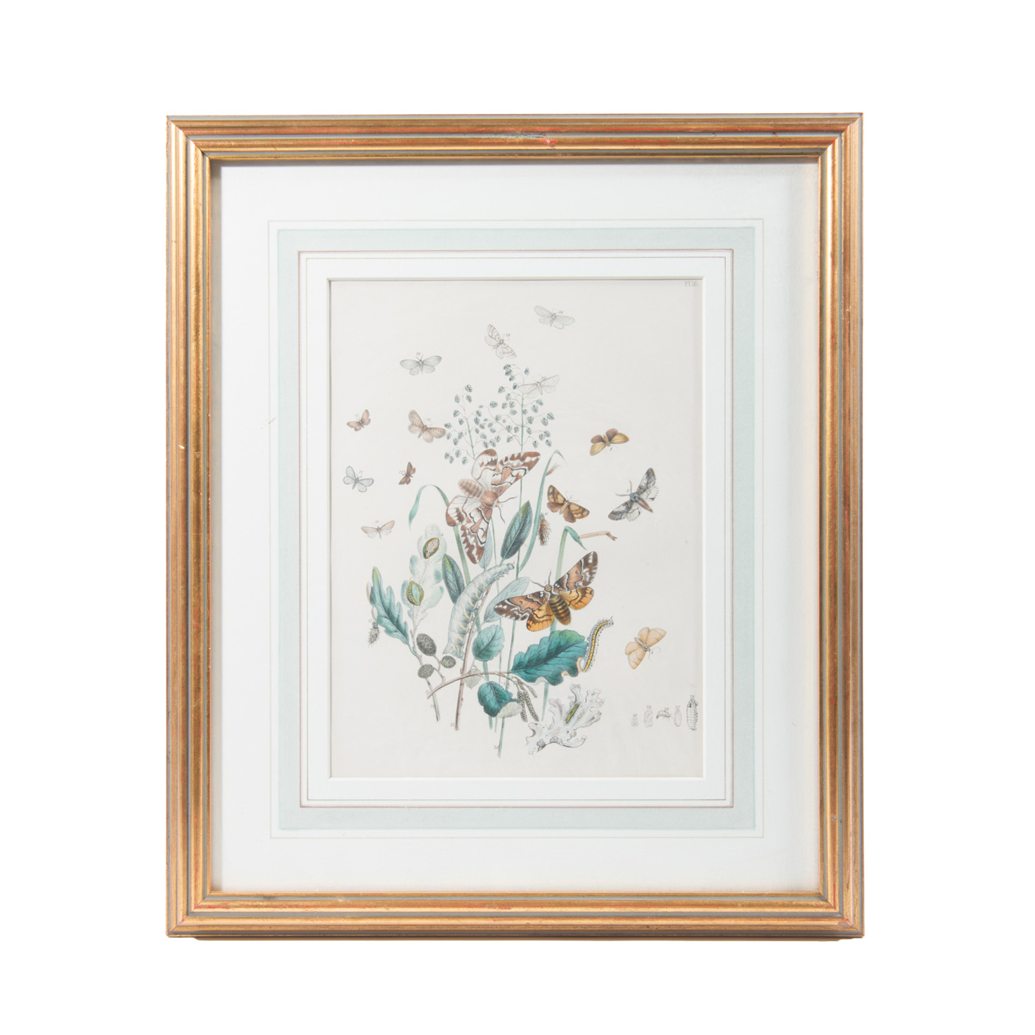 Lithograph of Various Stages of a Butterfly's Life