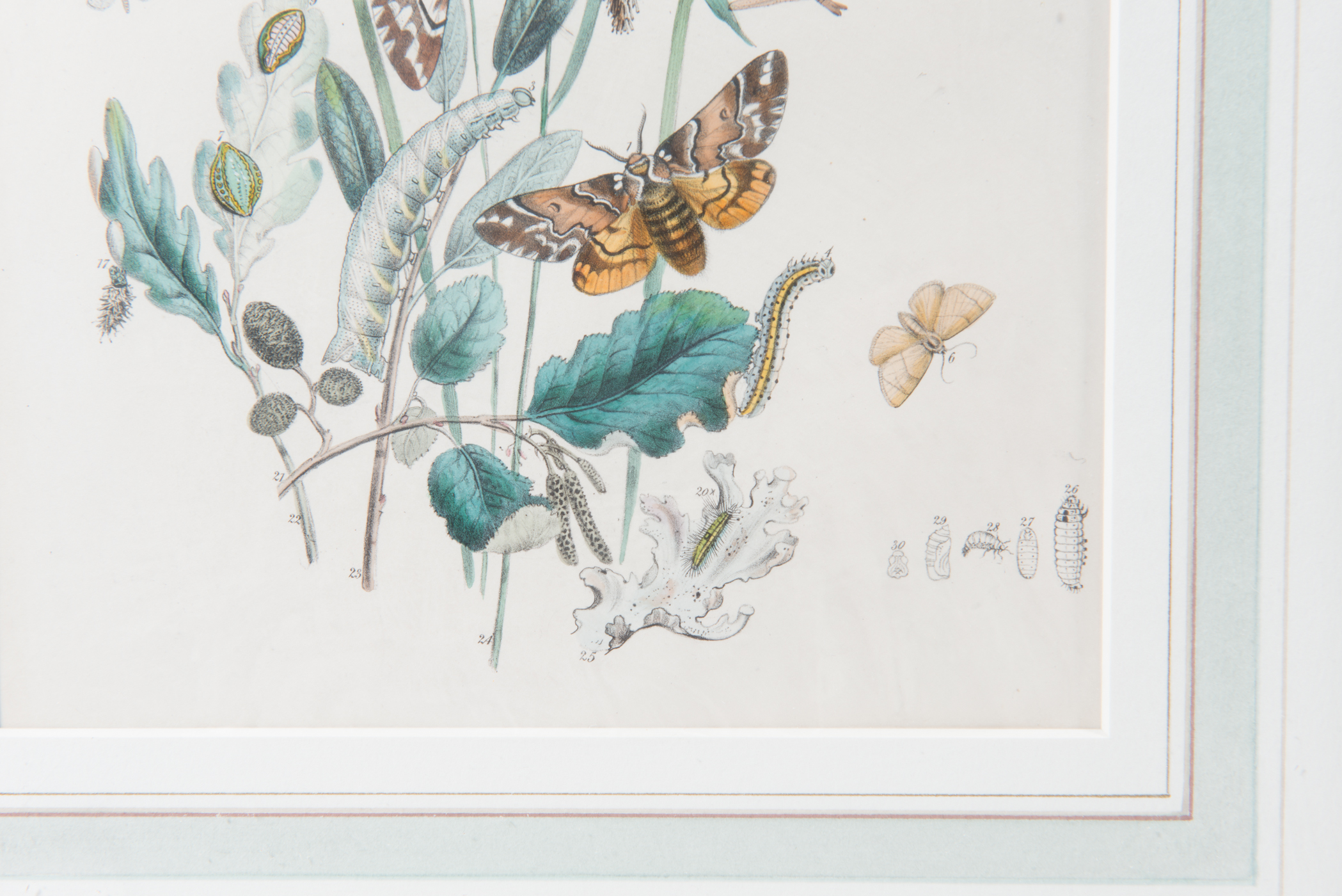 Lithograph of Various Stages of a Butterfly's Life