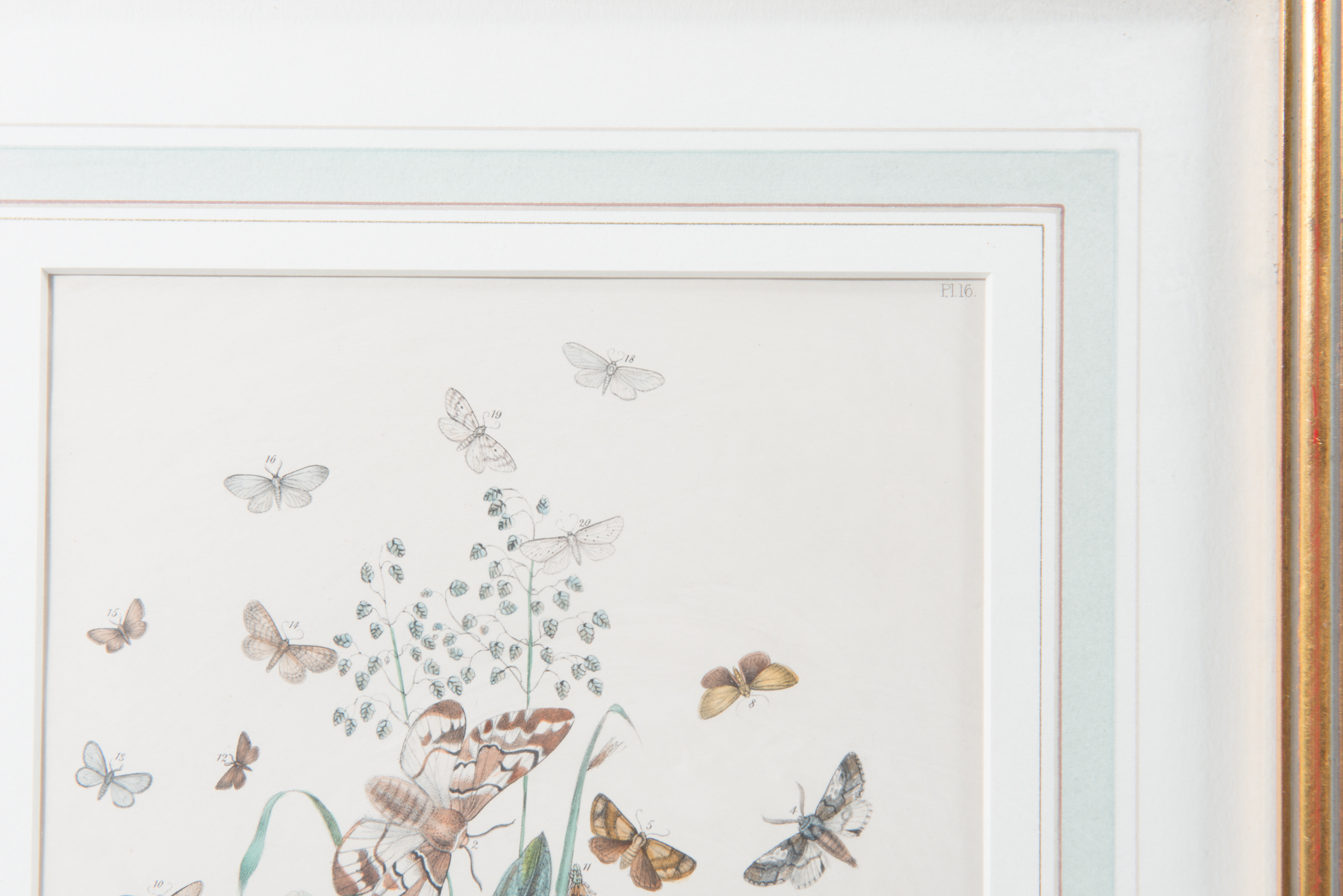 Lithograph of Various Stages of a Butterfly's Life