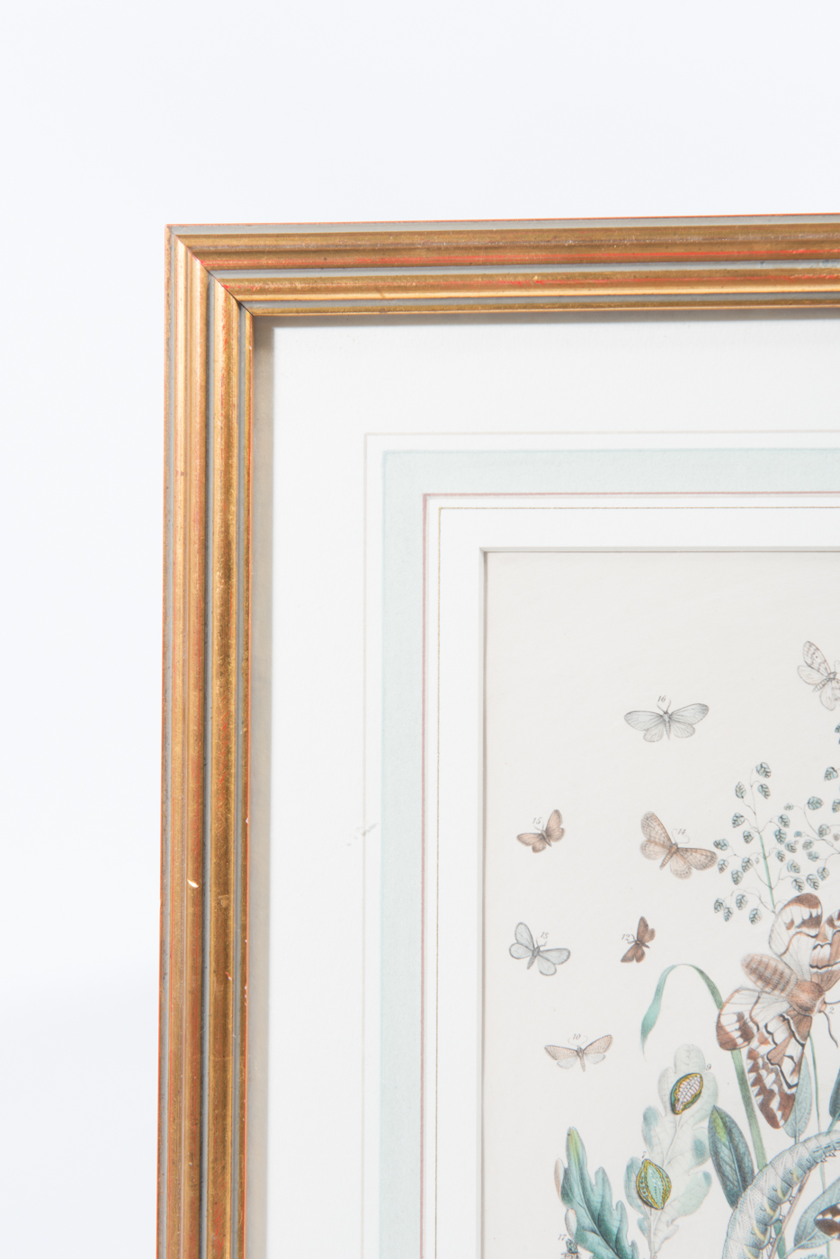 Lithograph of Various Stages of a Butterfly's Life