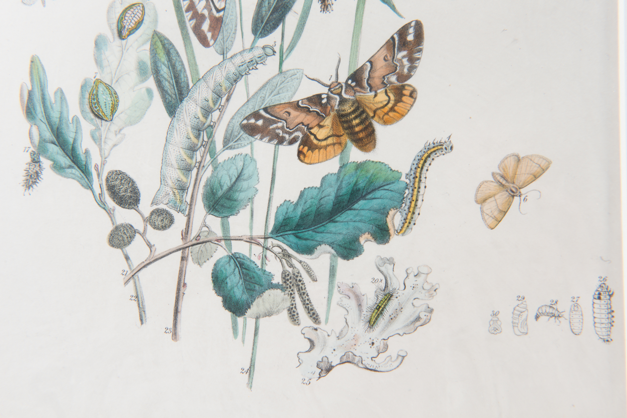 Lithograph of Various Stages of a Butterfly's Life